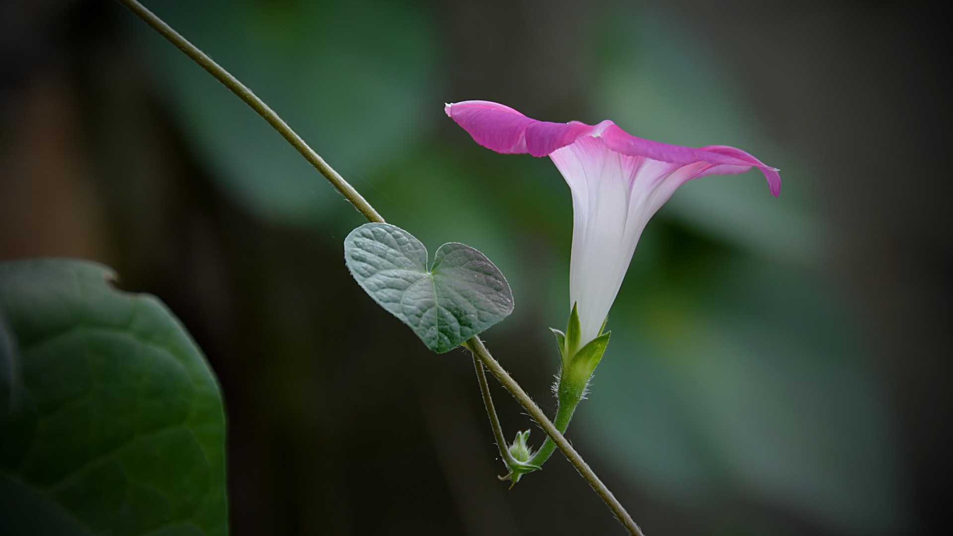粉色牵牛花藤蔓美图，精选桌面壁纸，免费下载花卉电脑背景