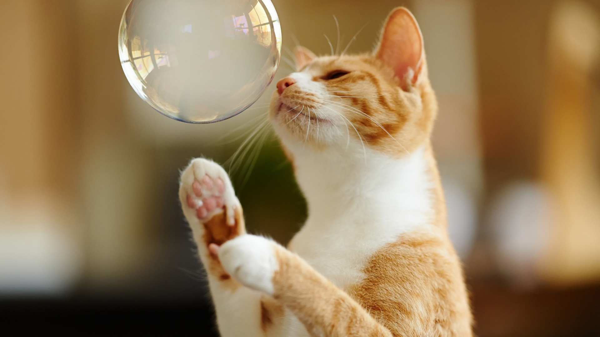 猫猫，泡泡，伸腿，好奇，玩耍，可爱动物壁纸