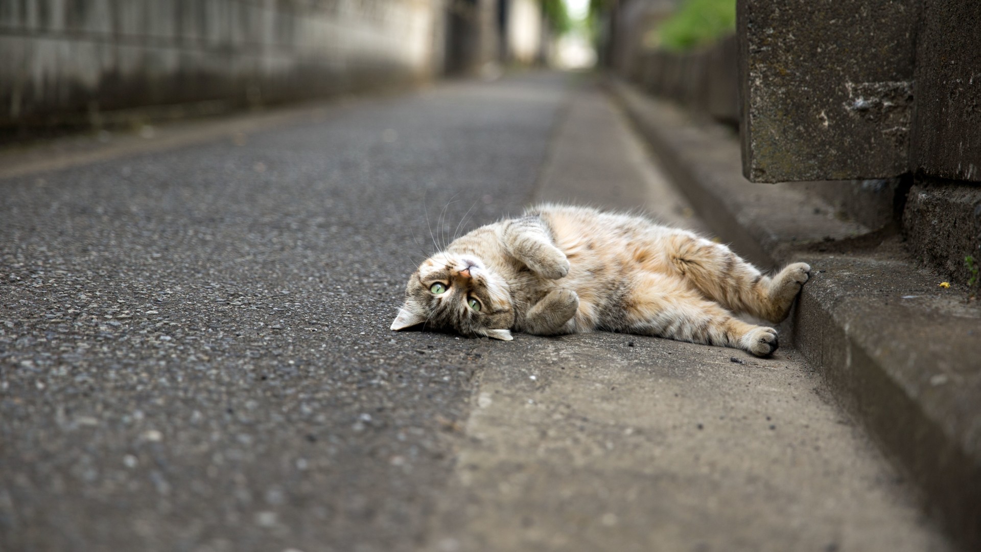 猫猫，装可爱，翻身，可爱猫咪桌面壁纸