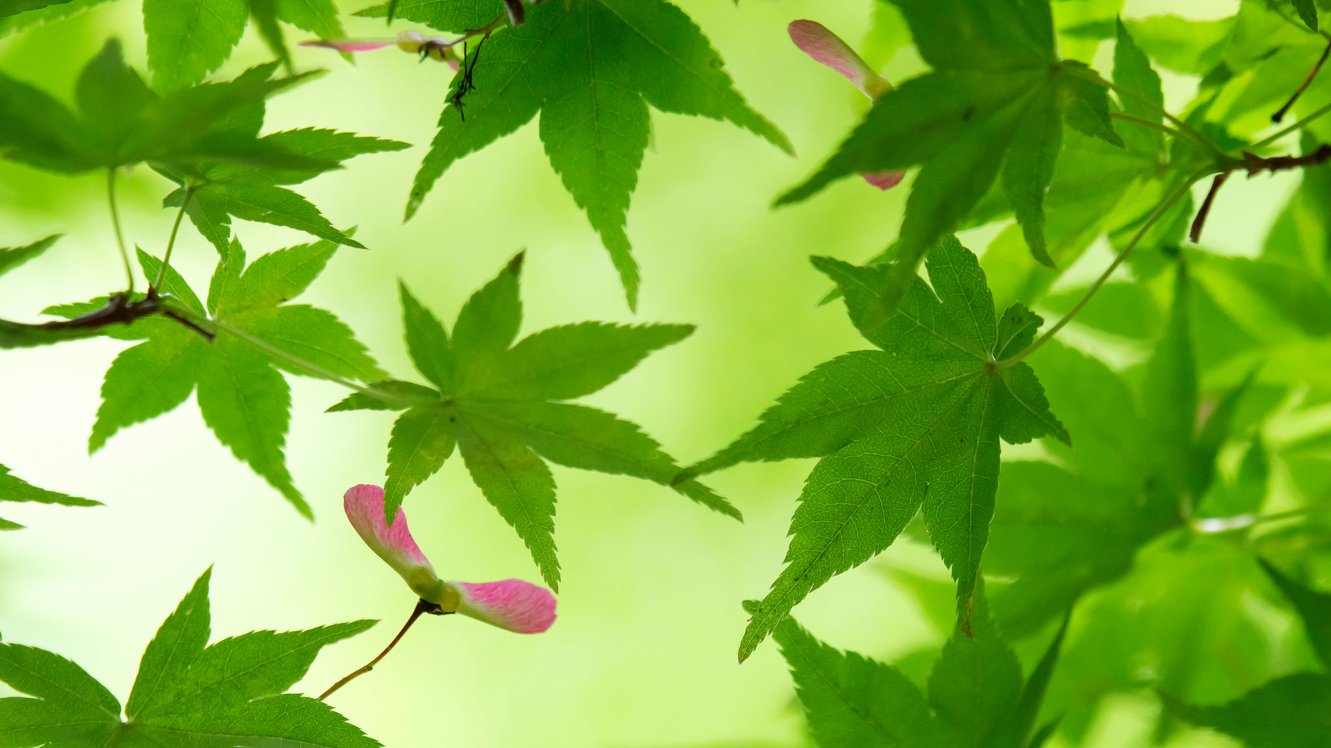 自然之美，免费下载绿色枫叶树枝护眼风景电脑壁纸