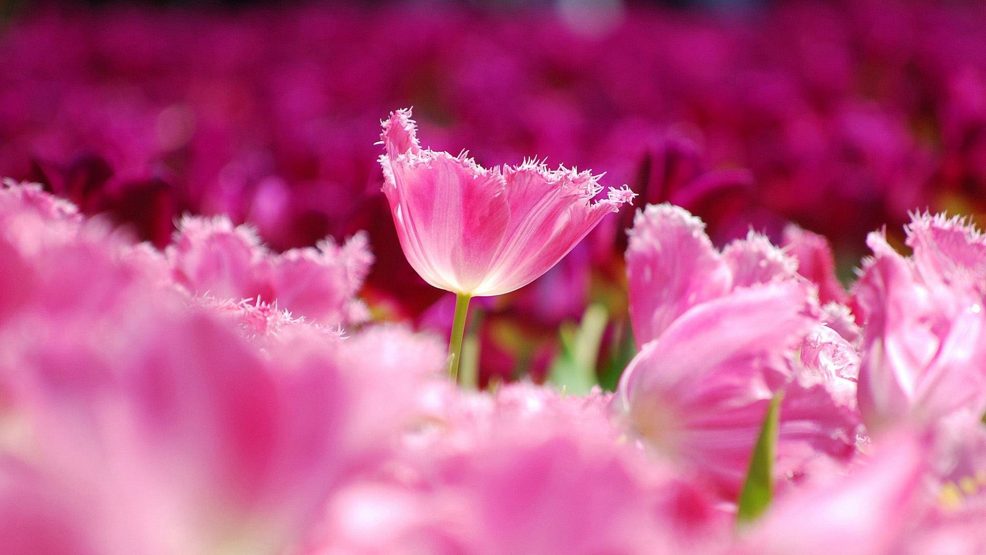 郁金香粉红花瓣宽屏桌面壁纸，免费花卉电脑壁纸下载