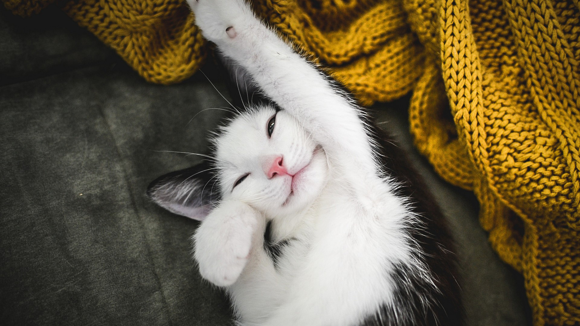 萌猫起床微笑，伸猫脚超可爱！免费下载小猫桌面壁纸，打造萌萌动物主题电脑界面