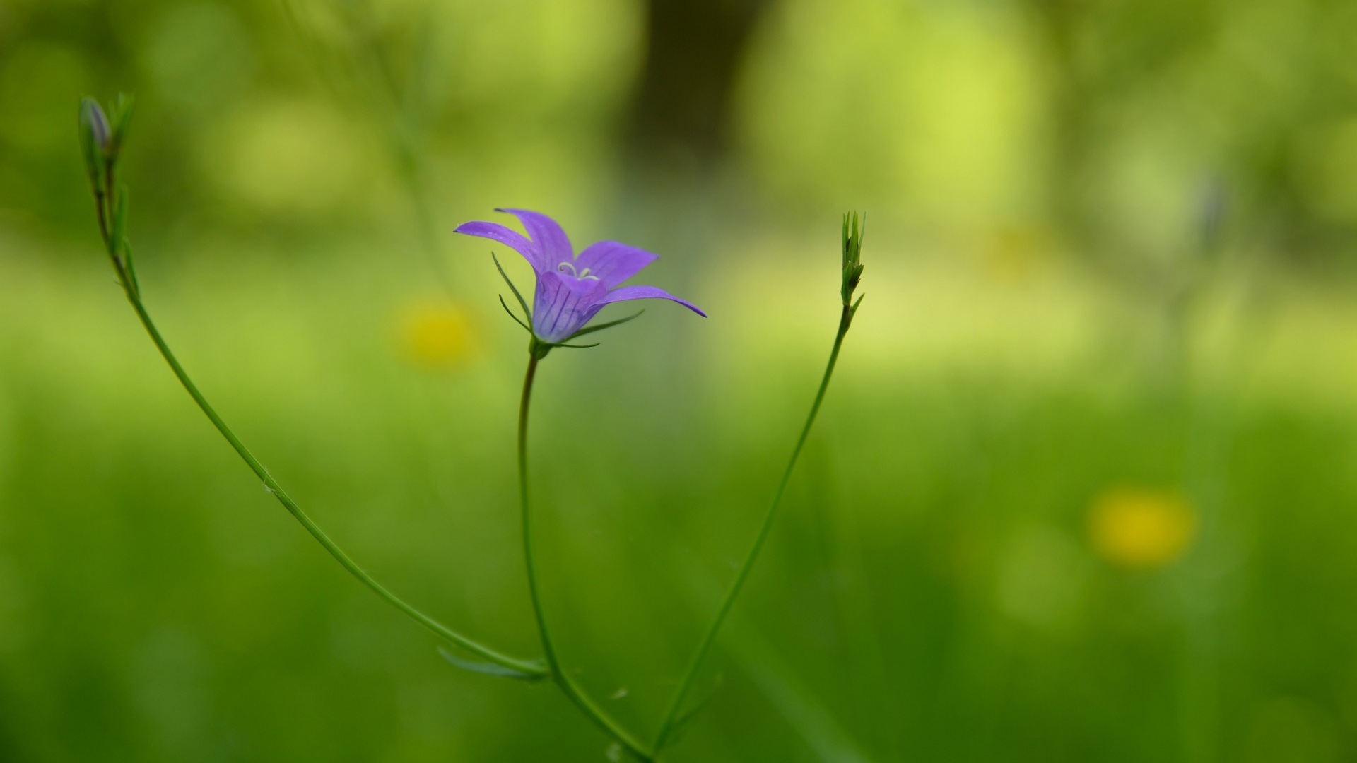 丁香花壁纸，绿色护眼背景，花卉电脑桌面壁纸免费下载