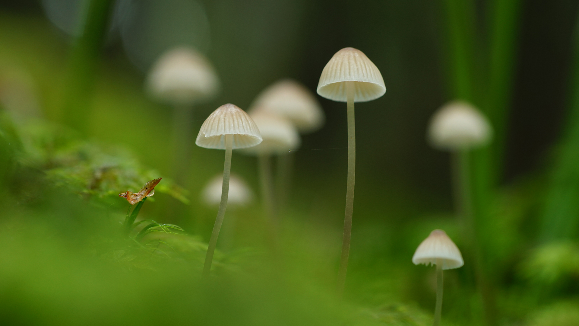 蘑菇苔藓绿草自然绿色护眼高清电脑壁纸免费下载