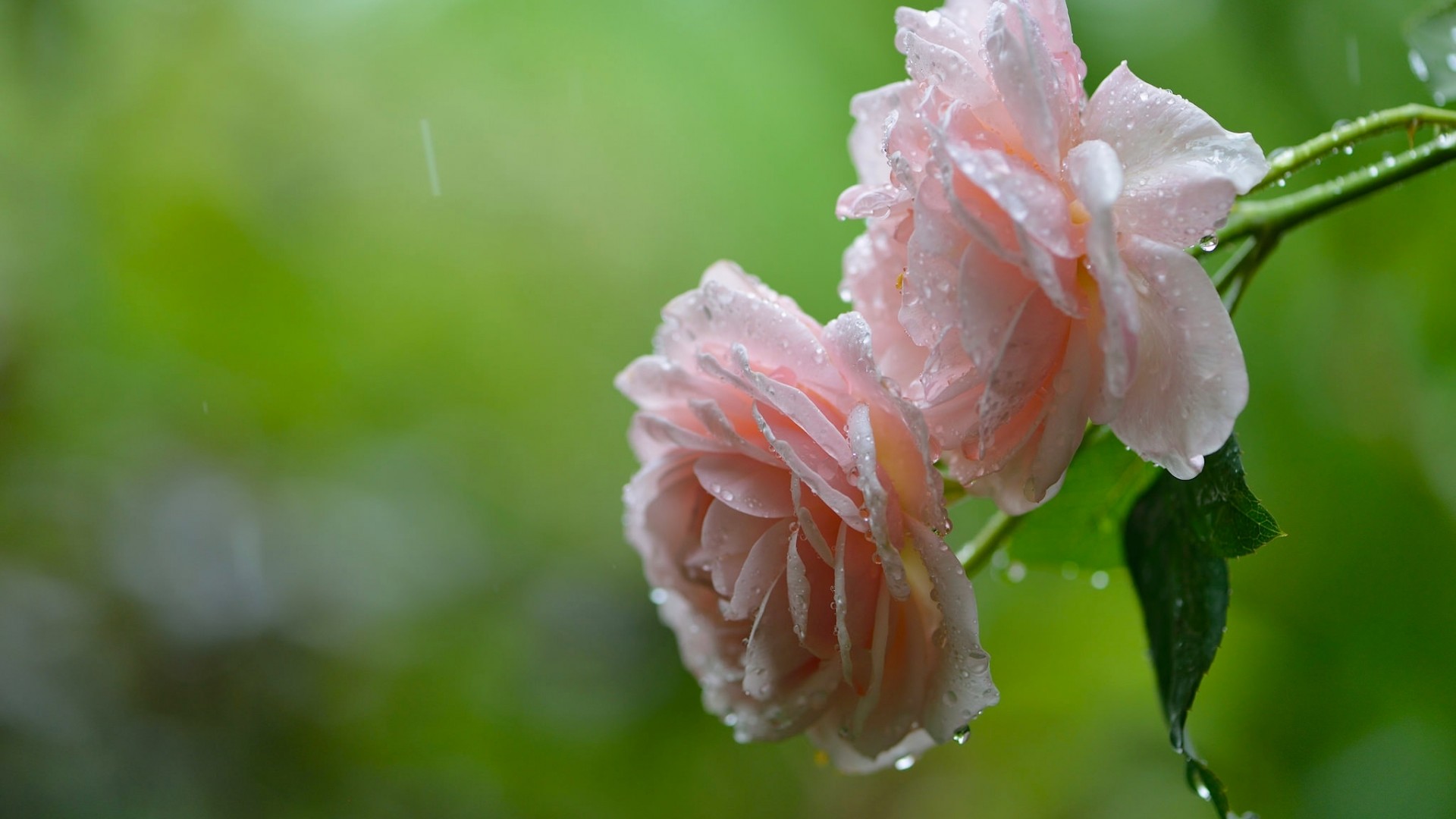 玫瑰特写，雨滴轻洒，绿色背景电脑壁纸，花卉高清免费下载