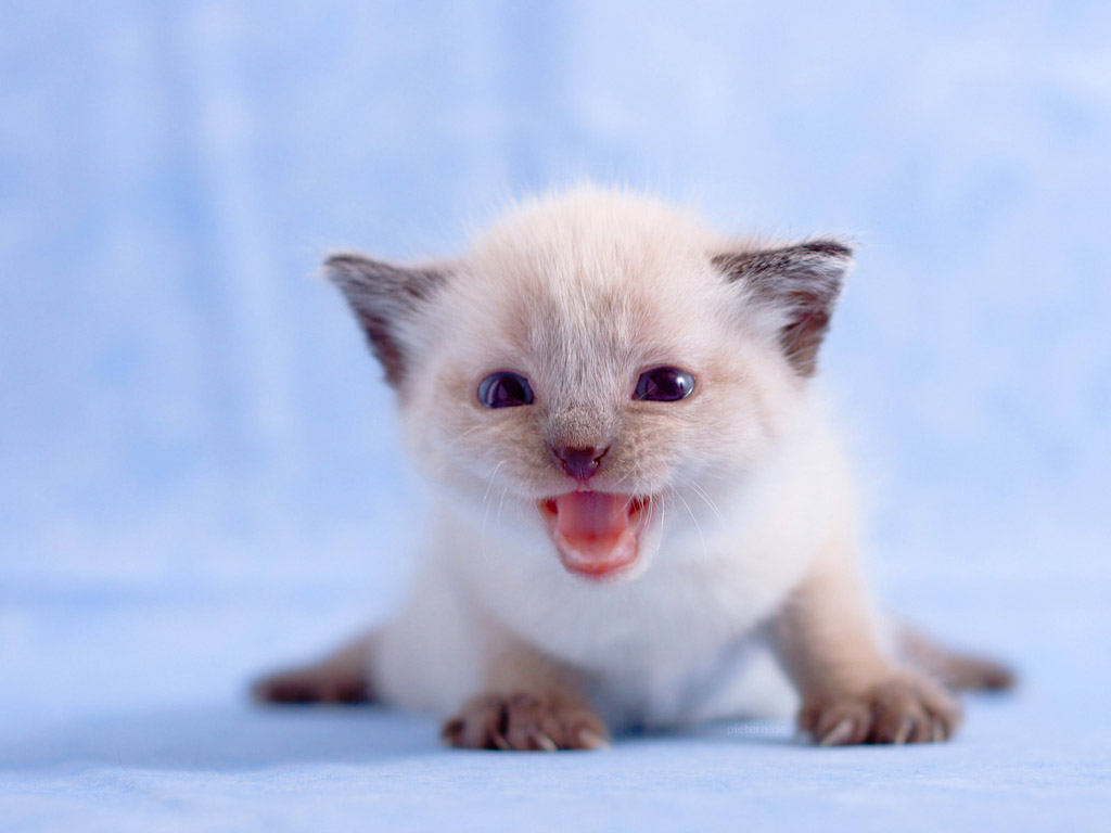 猫猫桌面壁纸，免费动物电脑壁纸高清下载