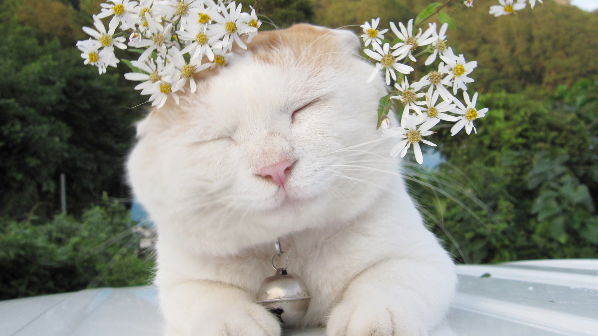 可爱猫叔桌面壁纸