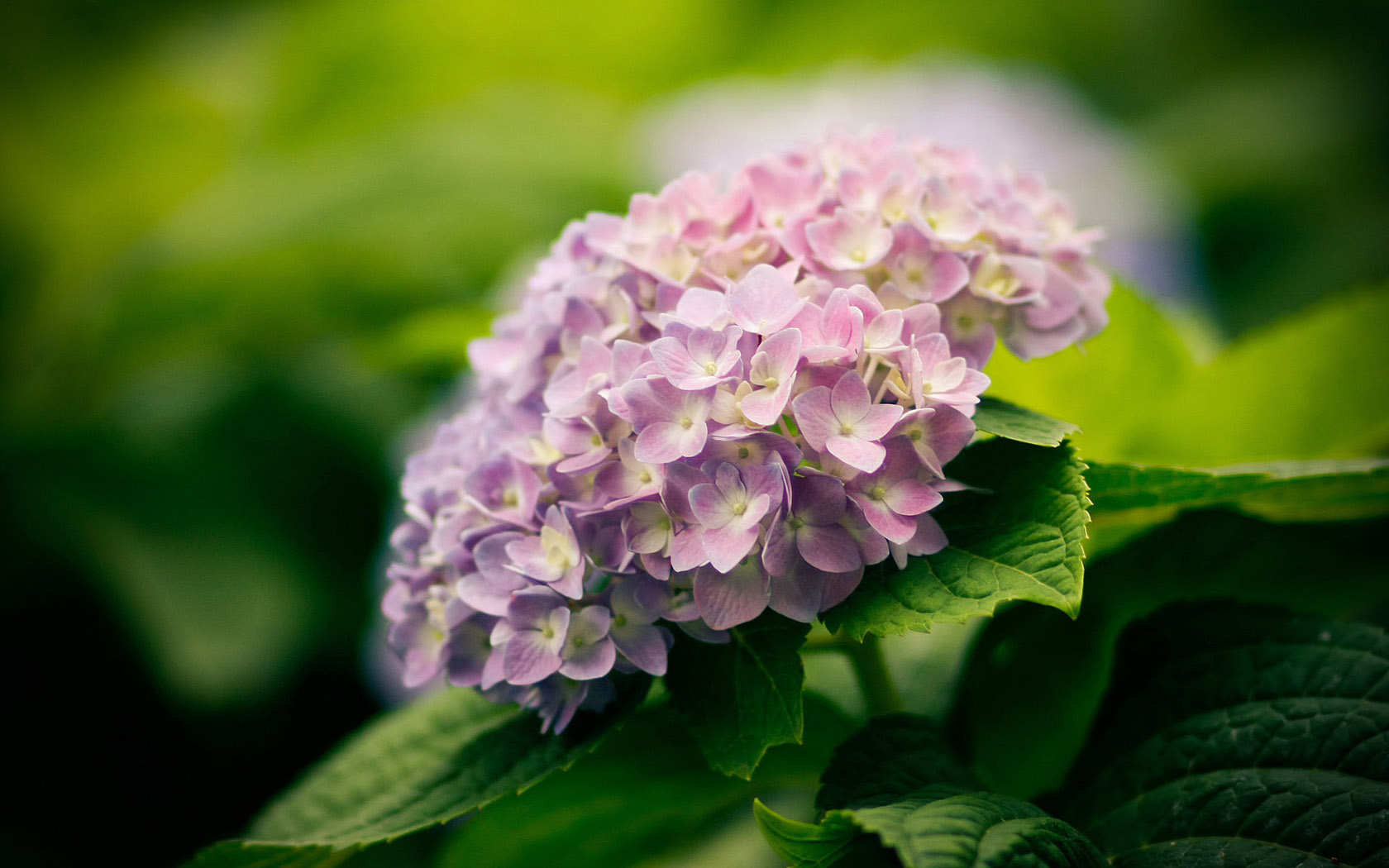 高清绿色植物花卉壁纸，免费电脑桌面背景下载