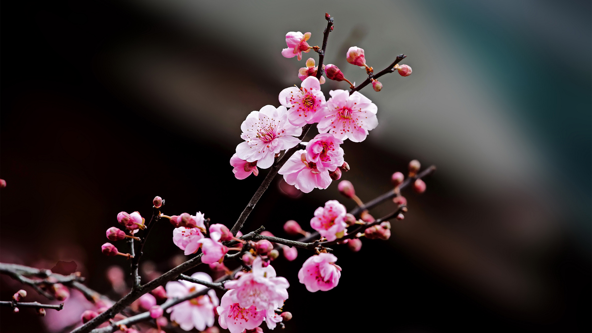 梅花花卉电脑壁纸，高清免费下载，美化您的桌面