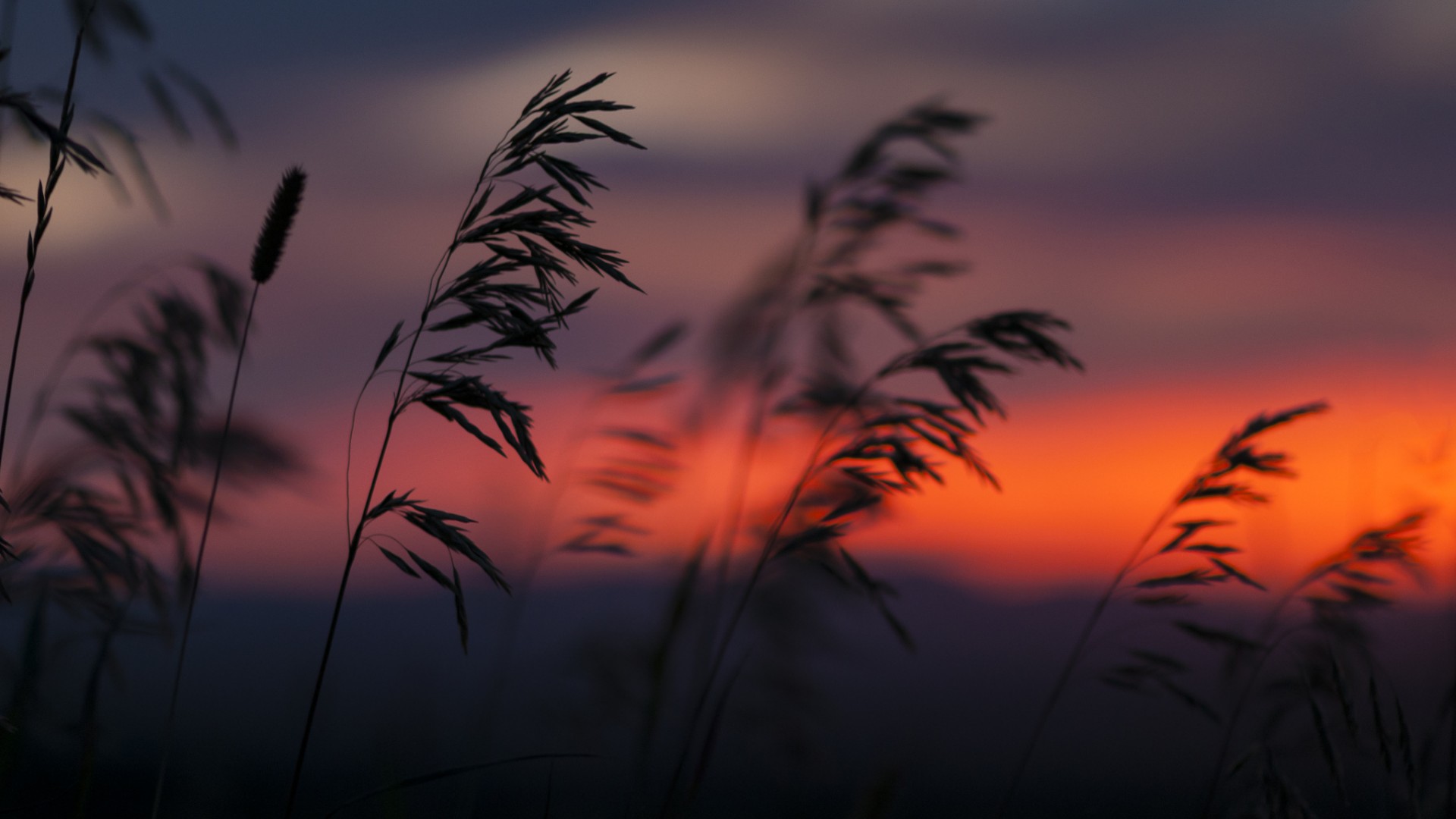夏日黄昏，日落植物美景，免费高清桌面壁纸下载