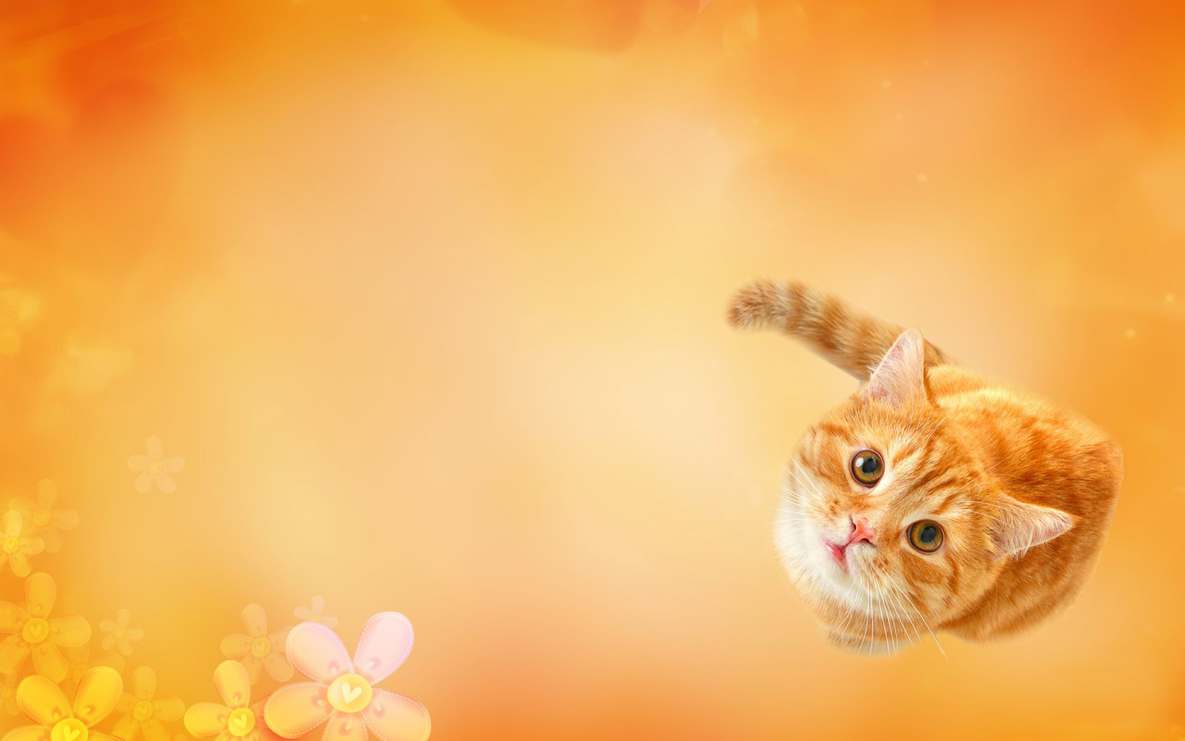 可爱小猫电脑壁纸，免费高清下载，装点你的桌面！