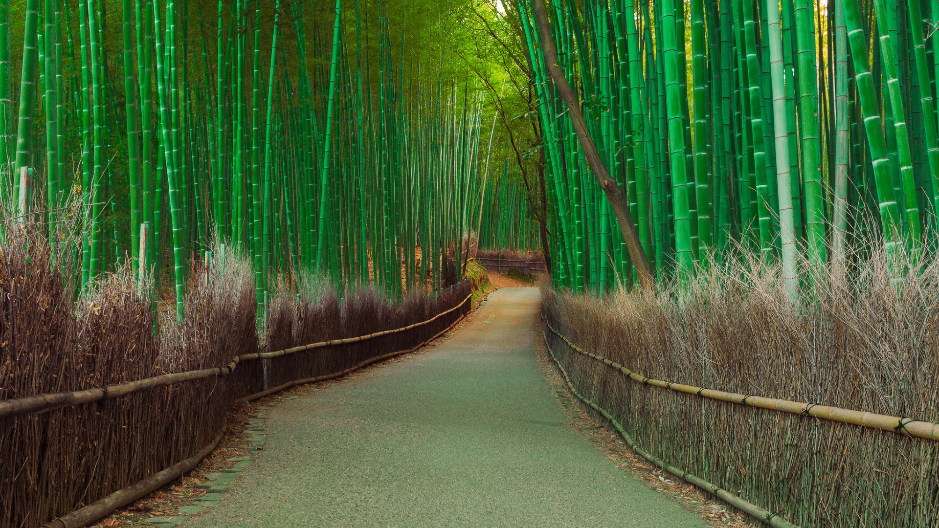 竹林，路面，旅游风景区，自然，美景，竹海桌面壁纸