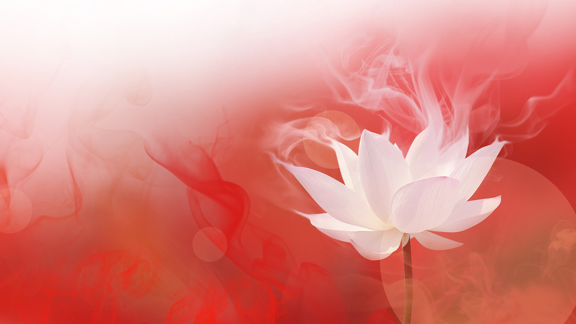 火中莲花壁纸，高清花卉电脑桌面背景，免费下载！
