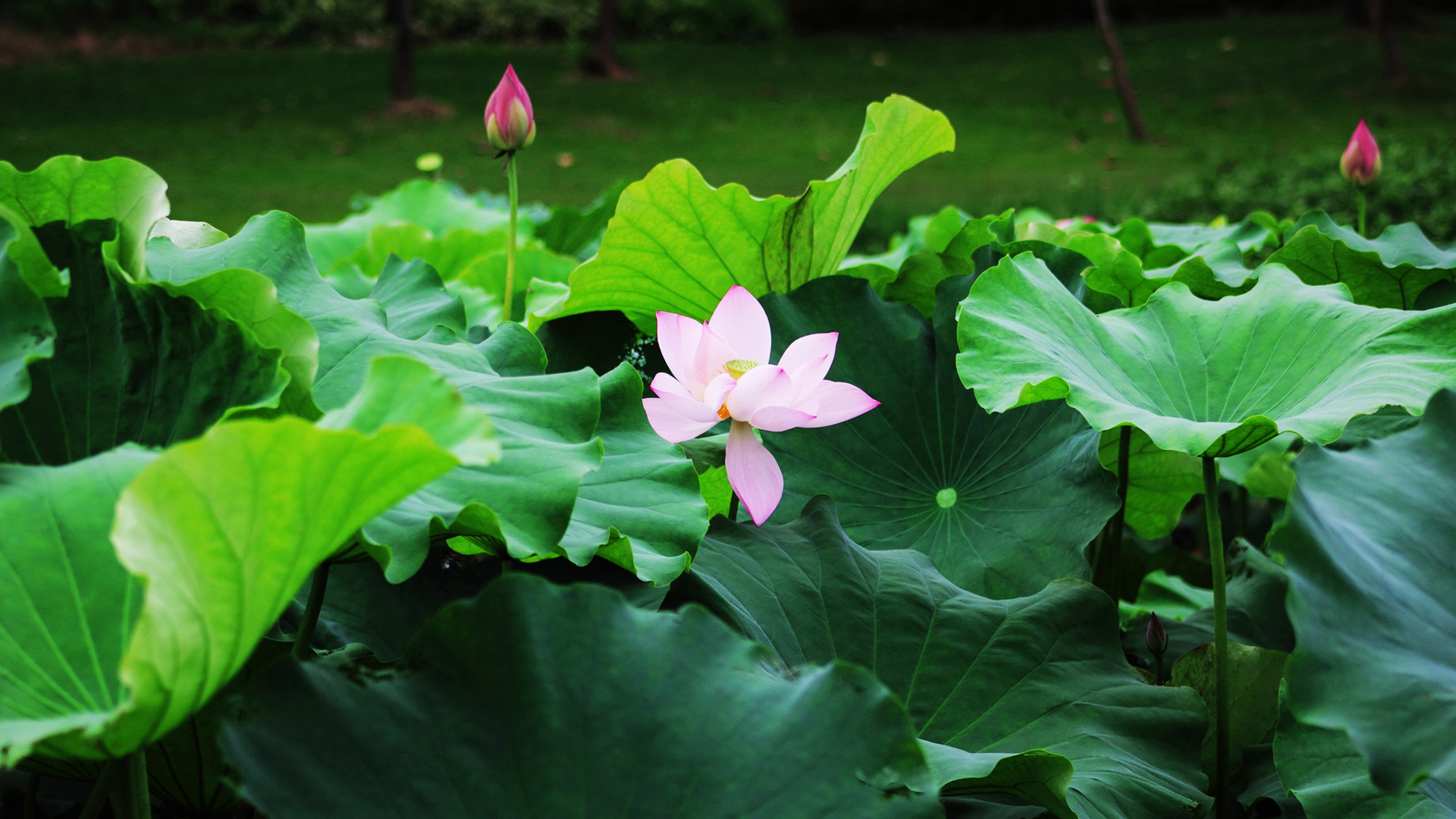 淡雅荷花2K高清壁纸，精选花卉电脑壁纸，免费下载