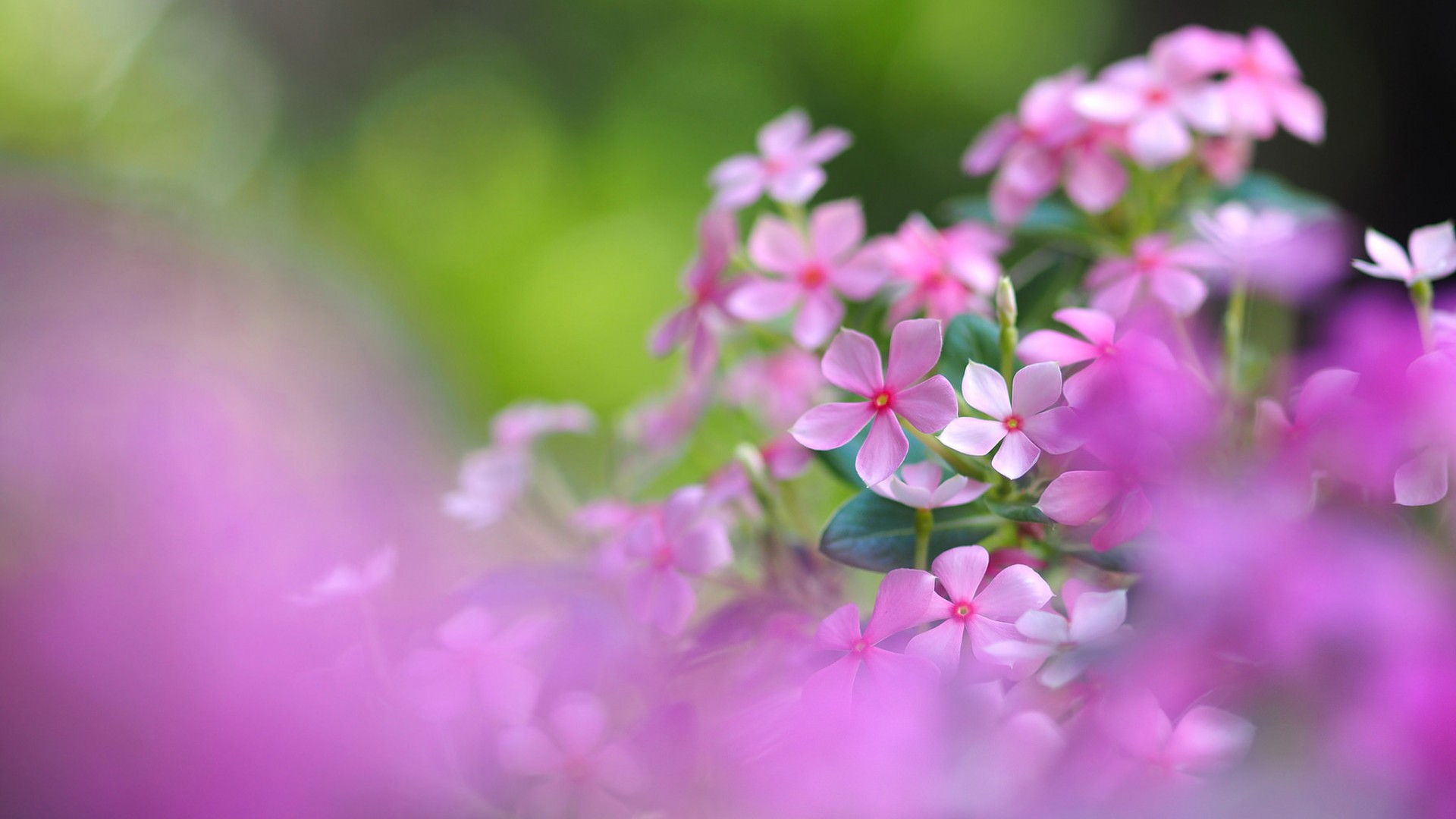 美丽花卉壁纸，粉色白色小花，优雅花序，花瓣绽放，免费下载桌面背景