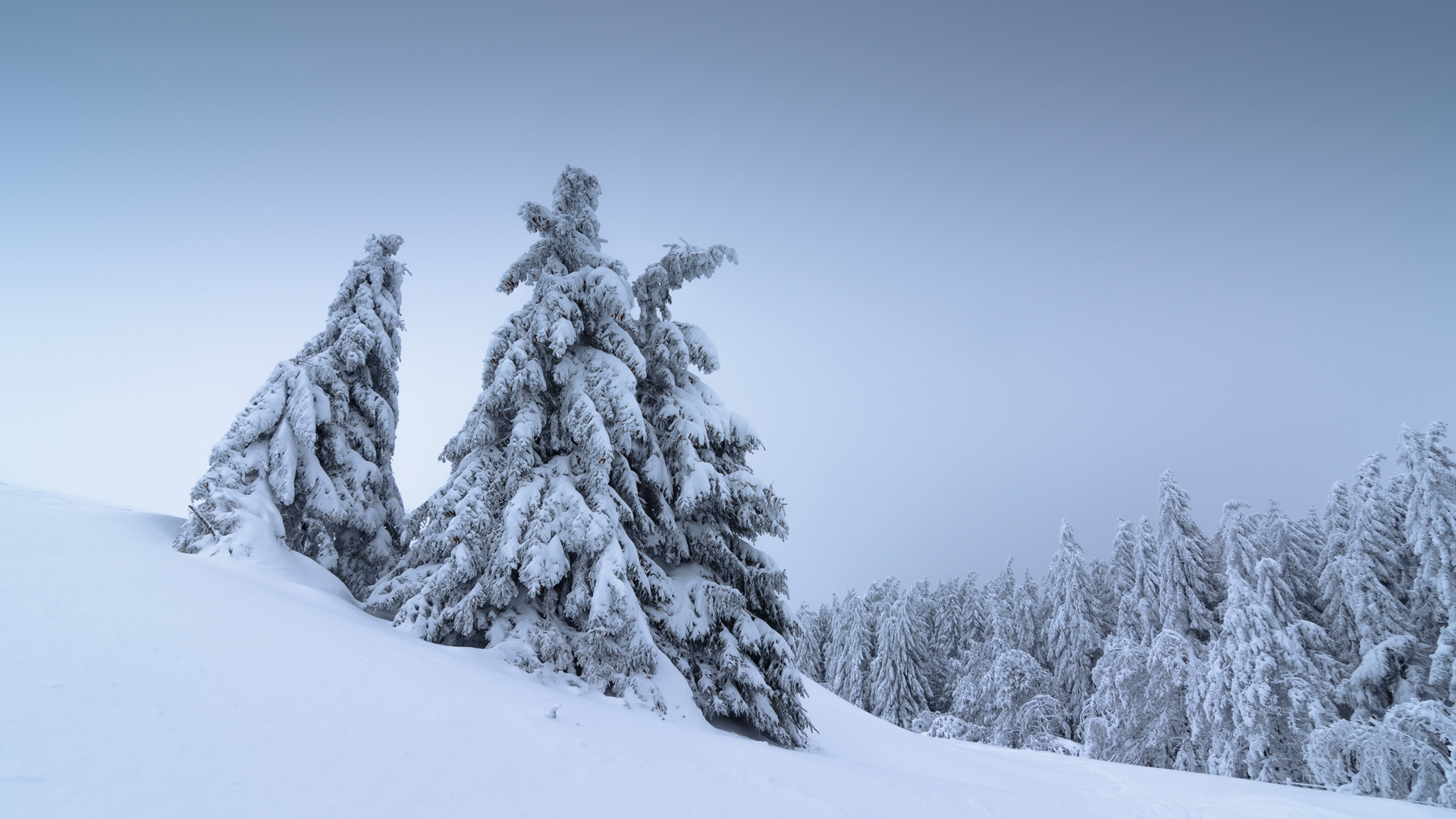 冬日雪景，树木披银装，自然美景桌面壁纸免费下载