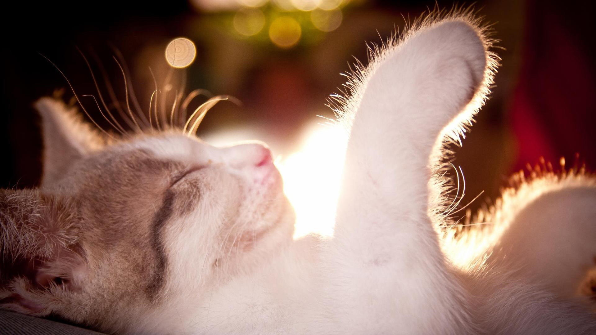 招财猫甜梦壁纸，免费动物电脑壁纸下载
