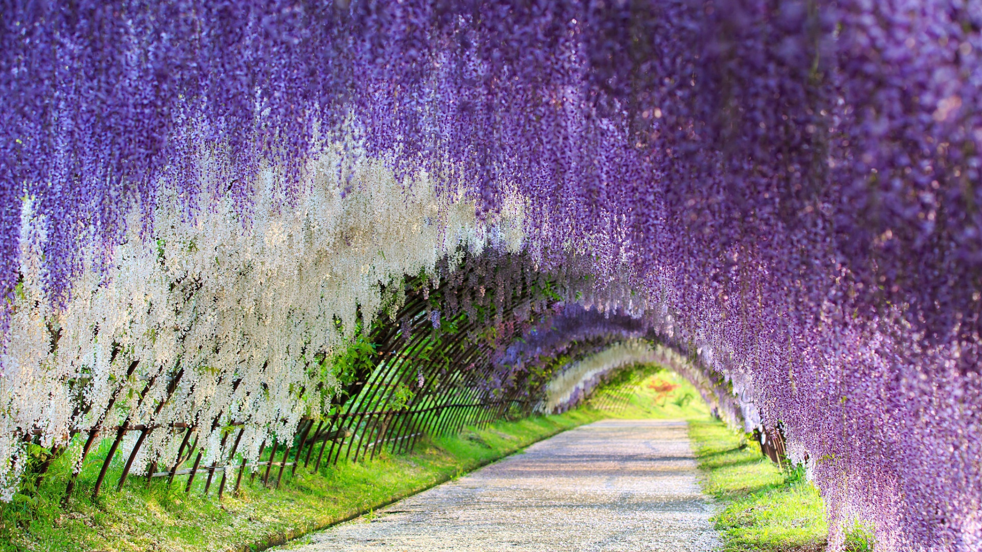 日本富士花园紫藤隧道，绝美花卉风景壁纸，免费下载！