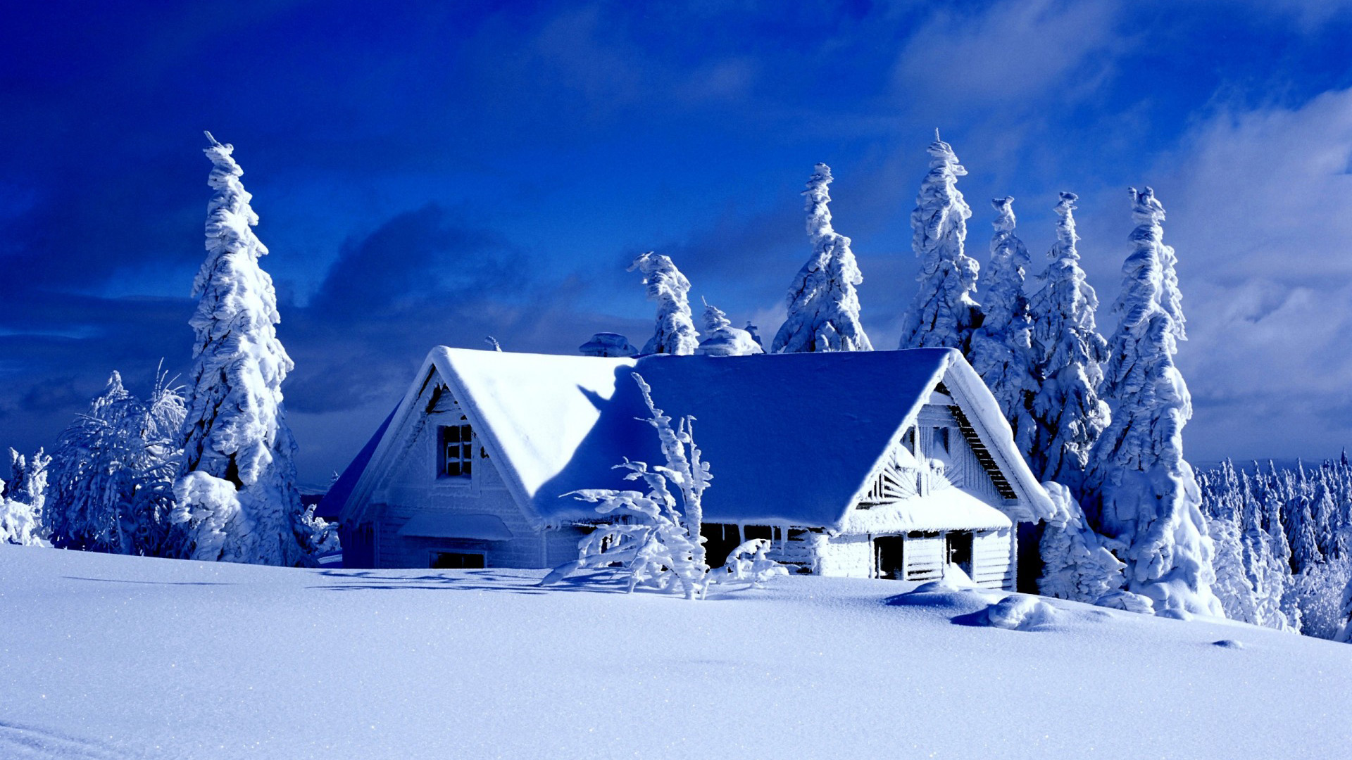冬天,雪,云杉,树,灌木,天空桌面壁纸