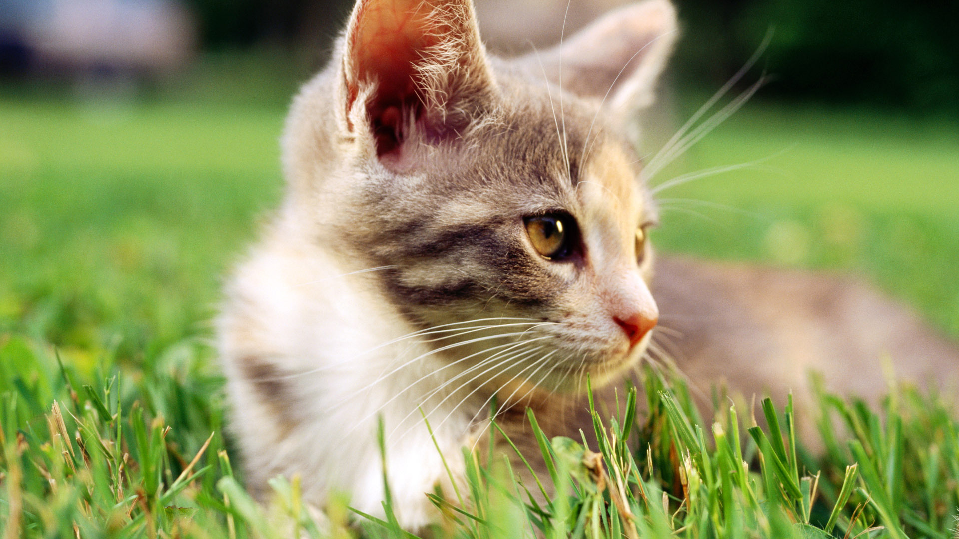 猫之魅，眼睛深邃，胡须灵动，心事难猜，草地特写壁纸，免费下载！