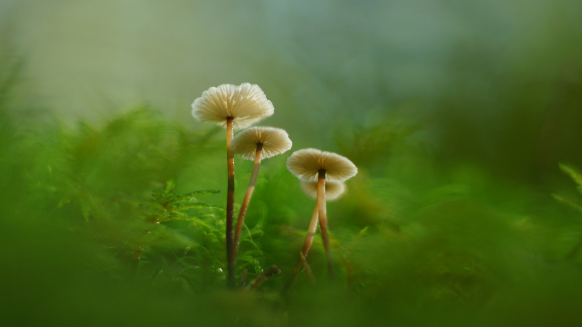 蘑菇苔藓绿色风景护眼电脑壁纸免费下载