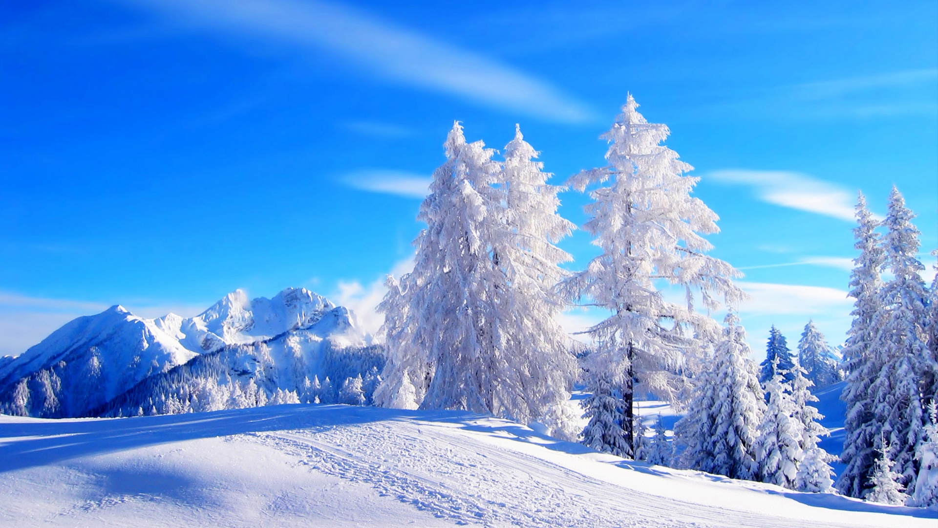 冬日森林雪景，高清壁纸，树影婆娑映蓝天，免费下载美化桌面