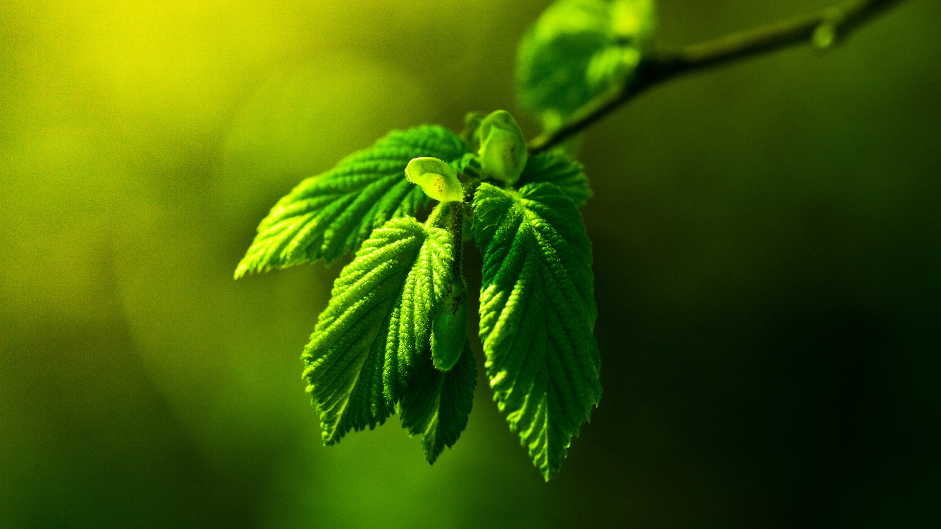 绿叶植物风景高清桌面壁纸