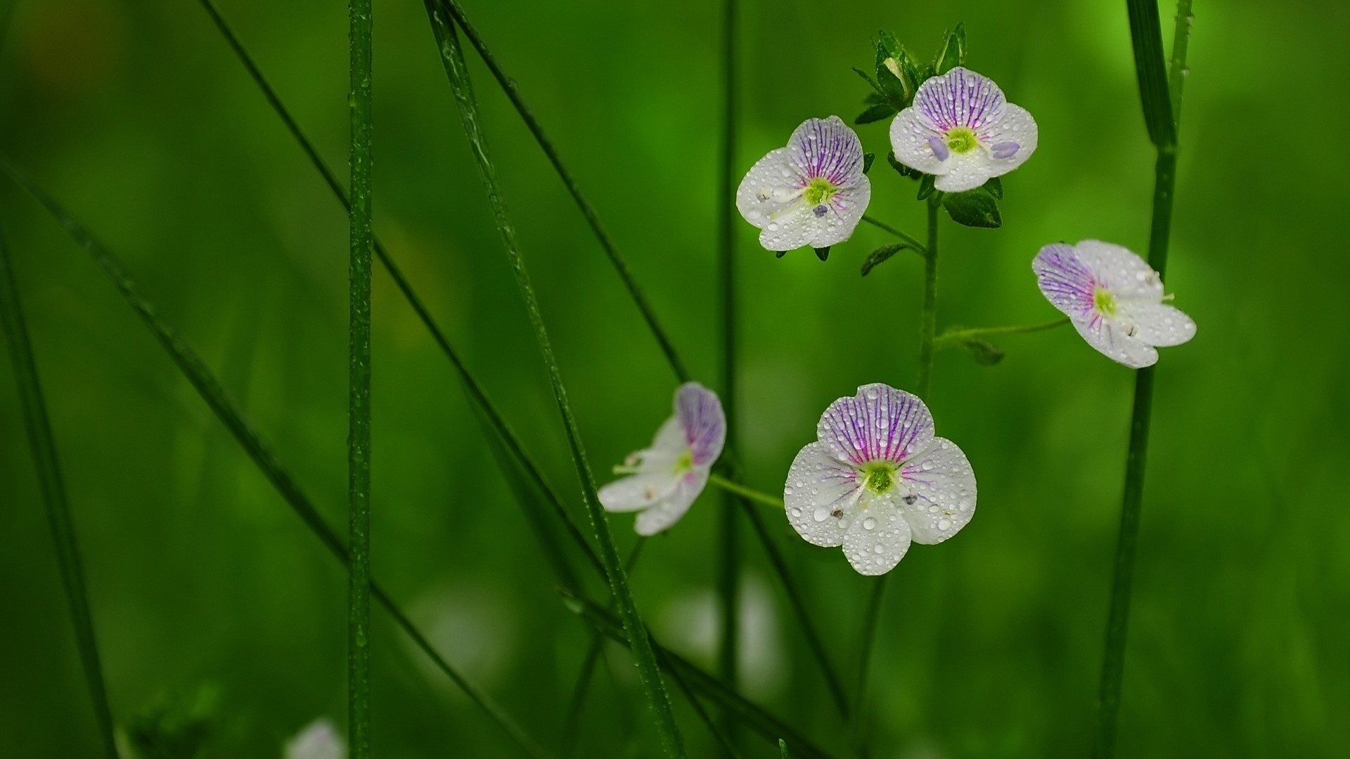 绿色背景草花壁纸，免费花卉电脑壁纸下载，清新自然之美