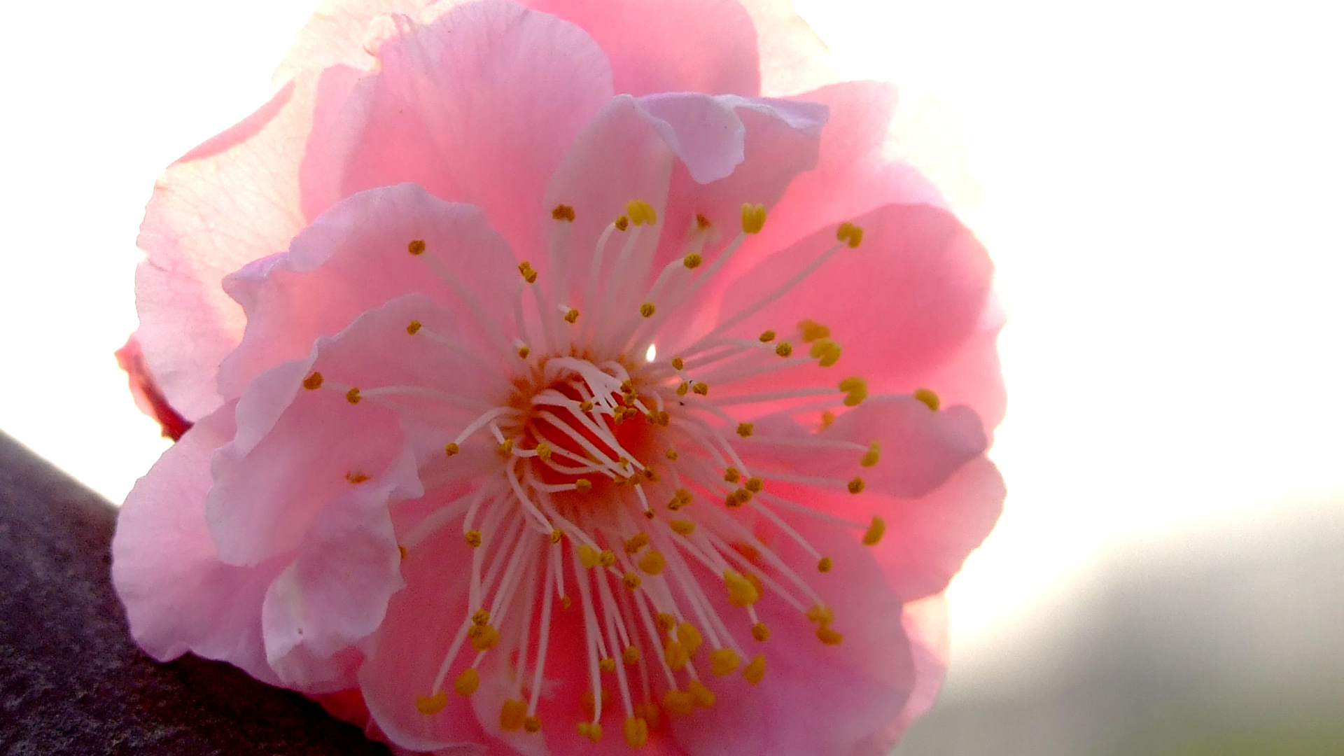 粉色梅花花卉桌面壁纸，免费高清电脑壁纸下载