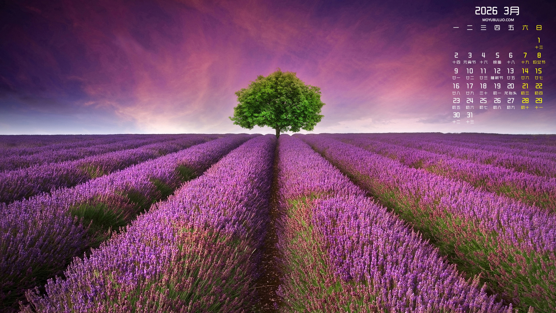 薰衣草风景2026年3月高清日历免费电脑壁纸下载