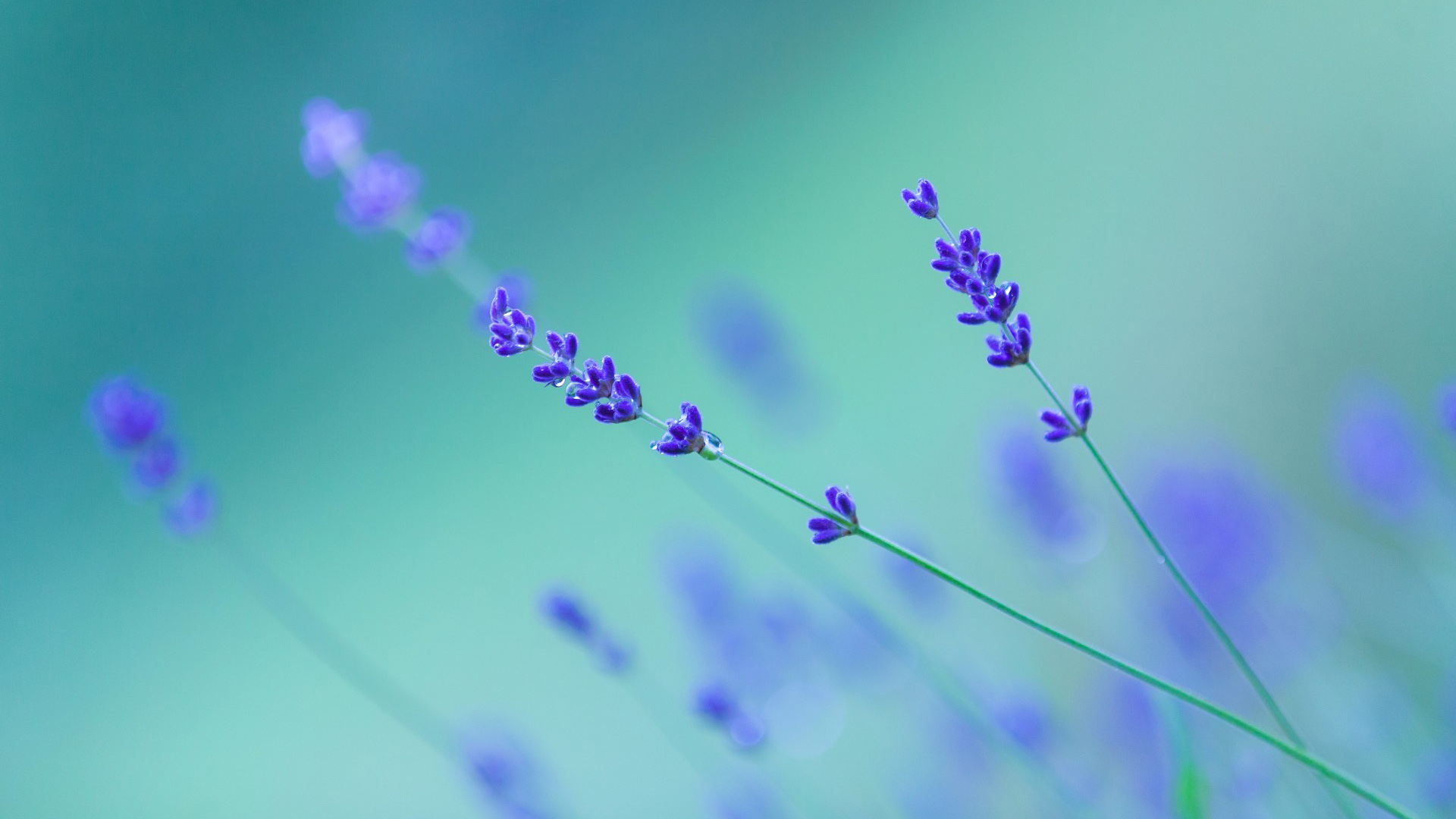 花场，花，薰衣草，小清新，壁纸