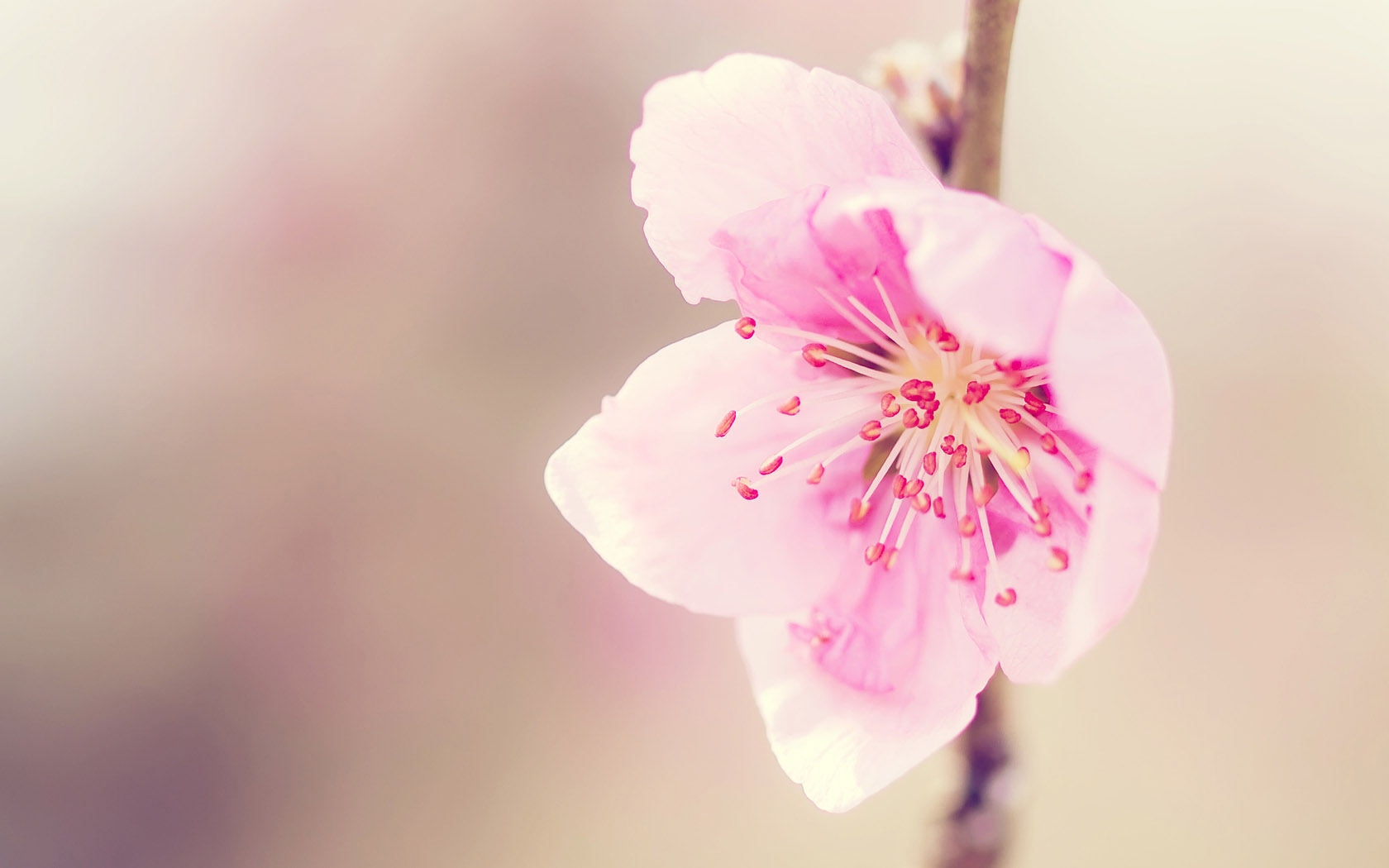 粉色桃花花卉壁纸，高清免费电脑桌面背景下载