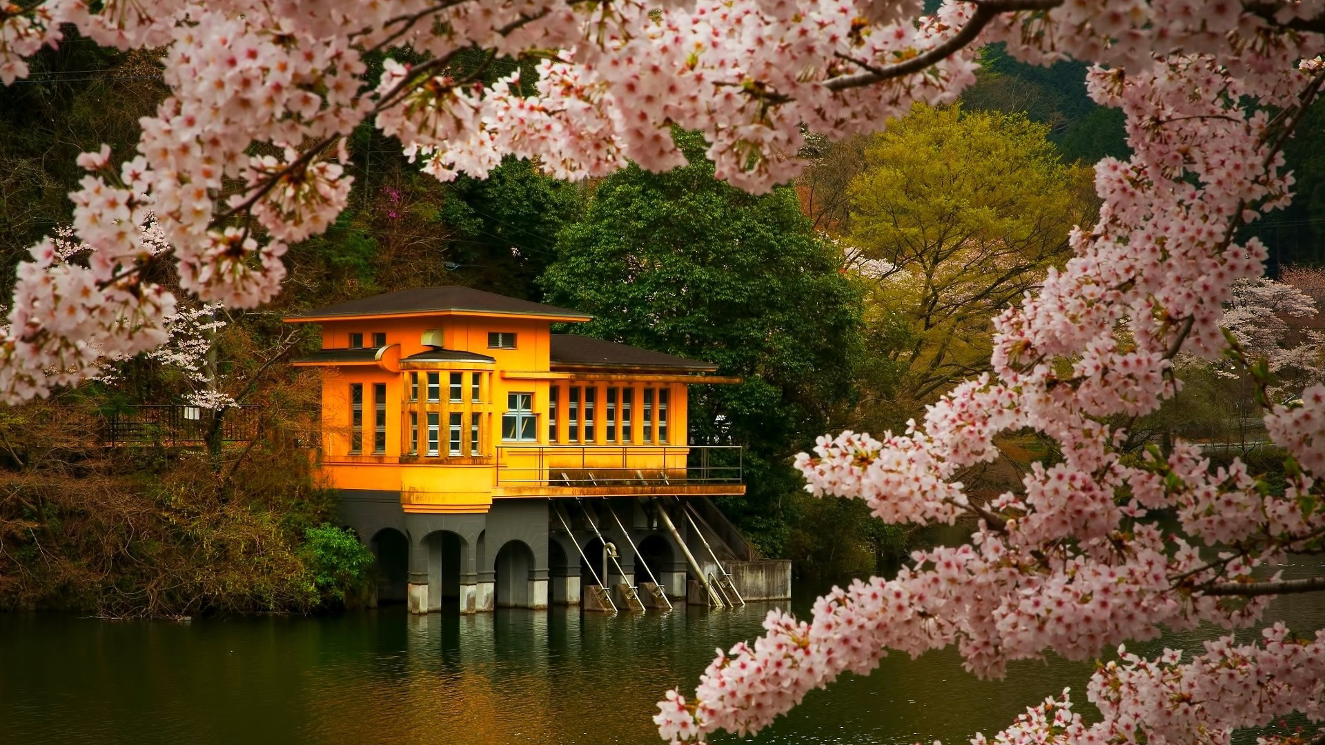 樱花盛景，绝美高清桌面壁纸，免费下载，装点你的电脑桌面