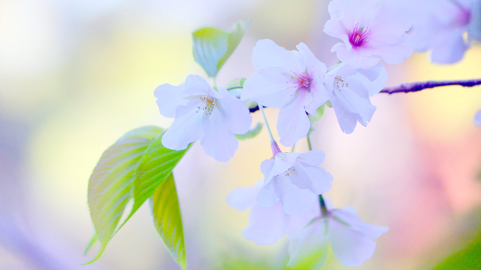 美丽桃花桌面壁纸