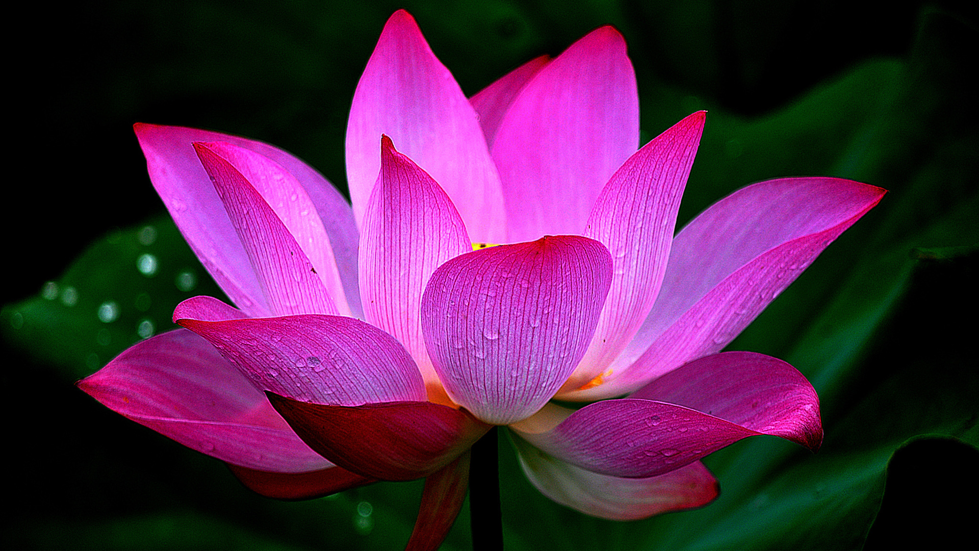莲花瓣，叶子，水滴，莲花桌面壁纸