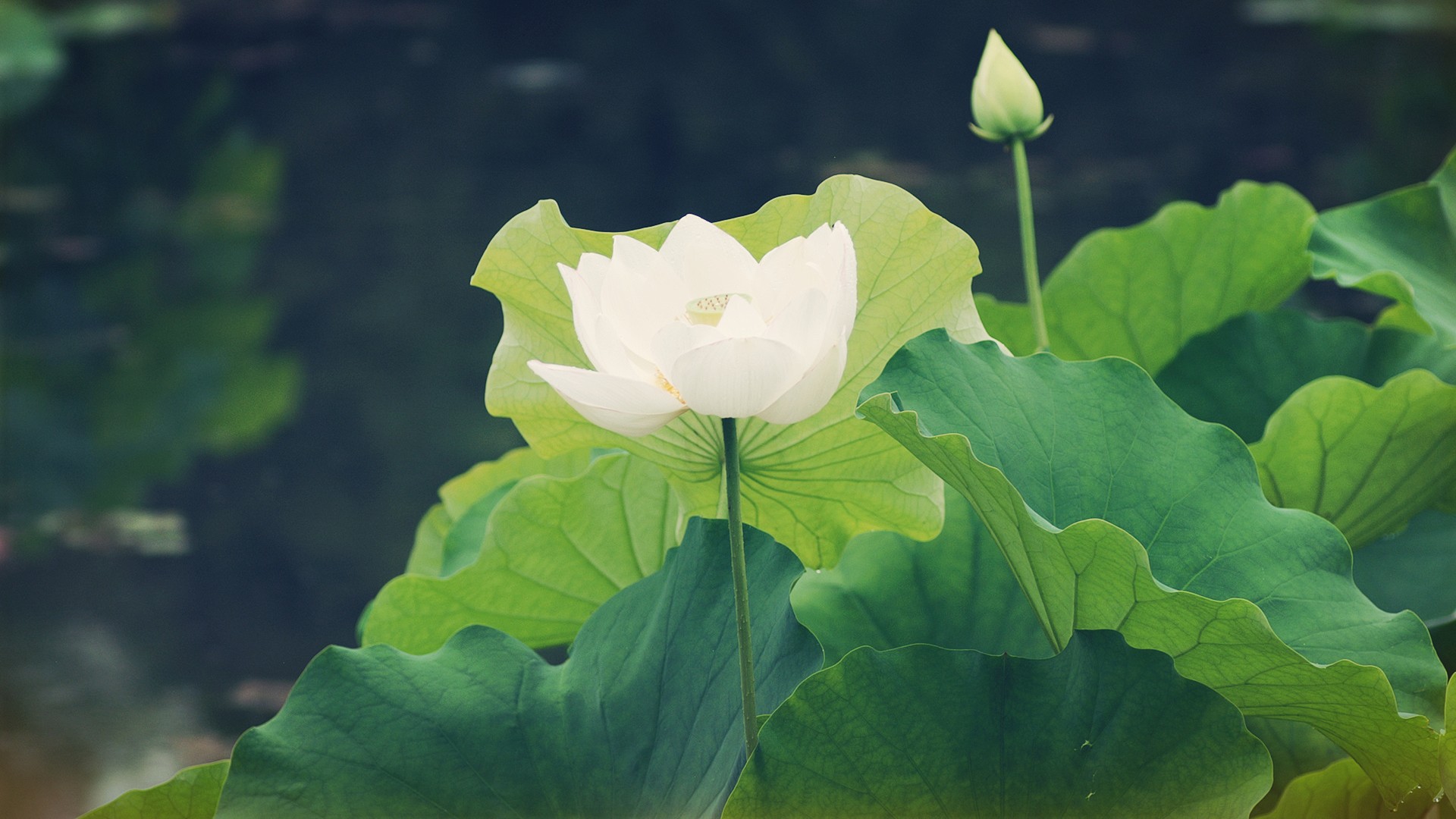 清新荷花桌面壁纸，免费花卉电脑壁纸精选下载