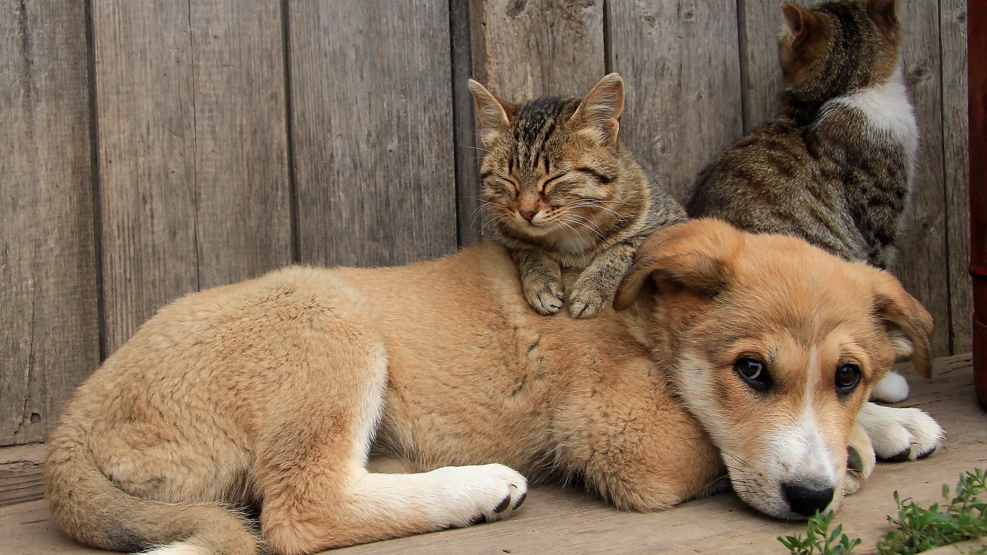 狗猫挚友，温馨可爱动物图片壁纸，免费电脑壁纸下载