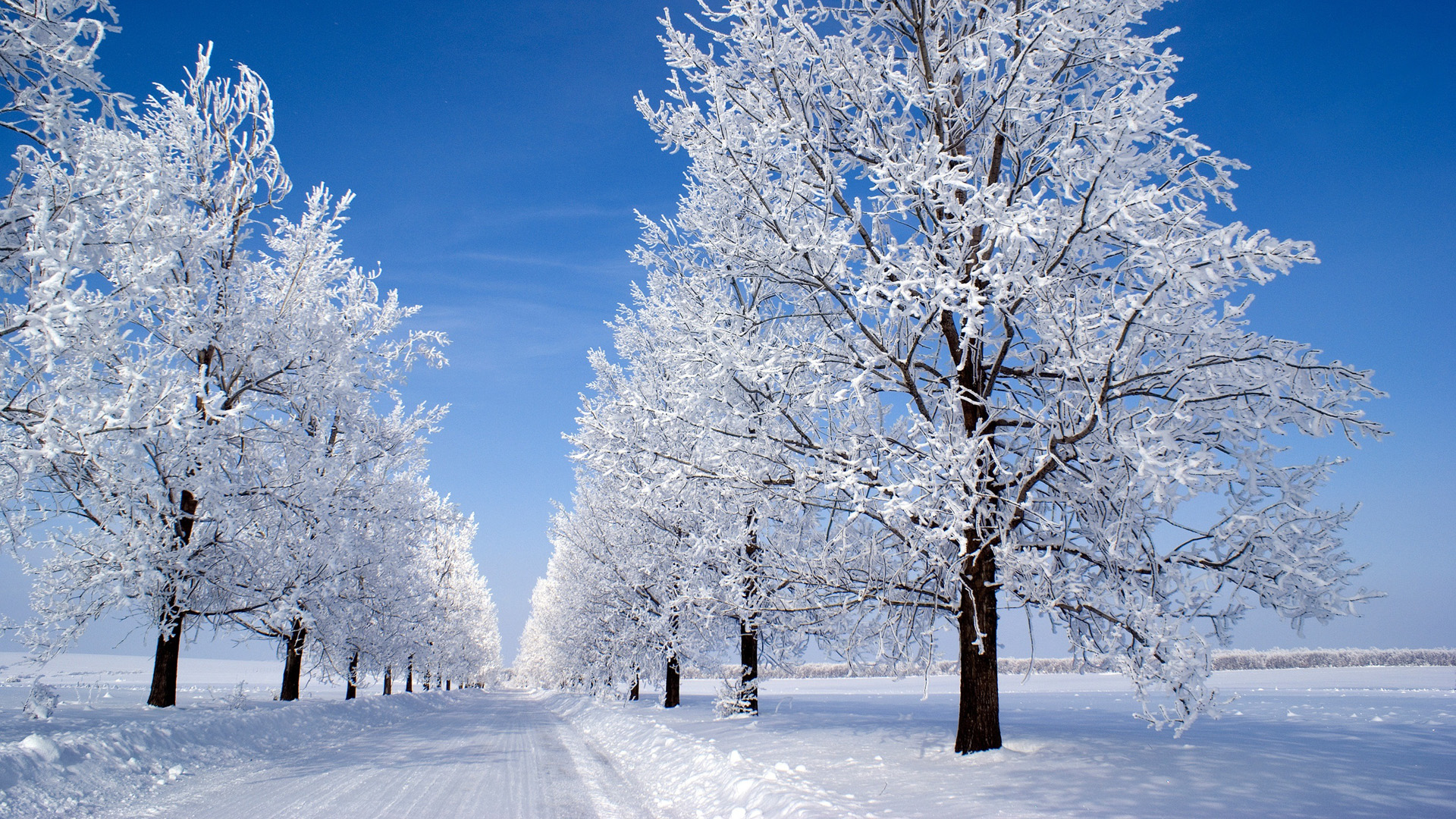 冬日晨曦，雪林公路美景，蓝天雪地桌面壁纸，免费下载