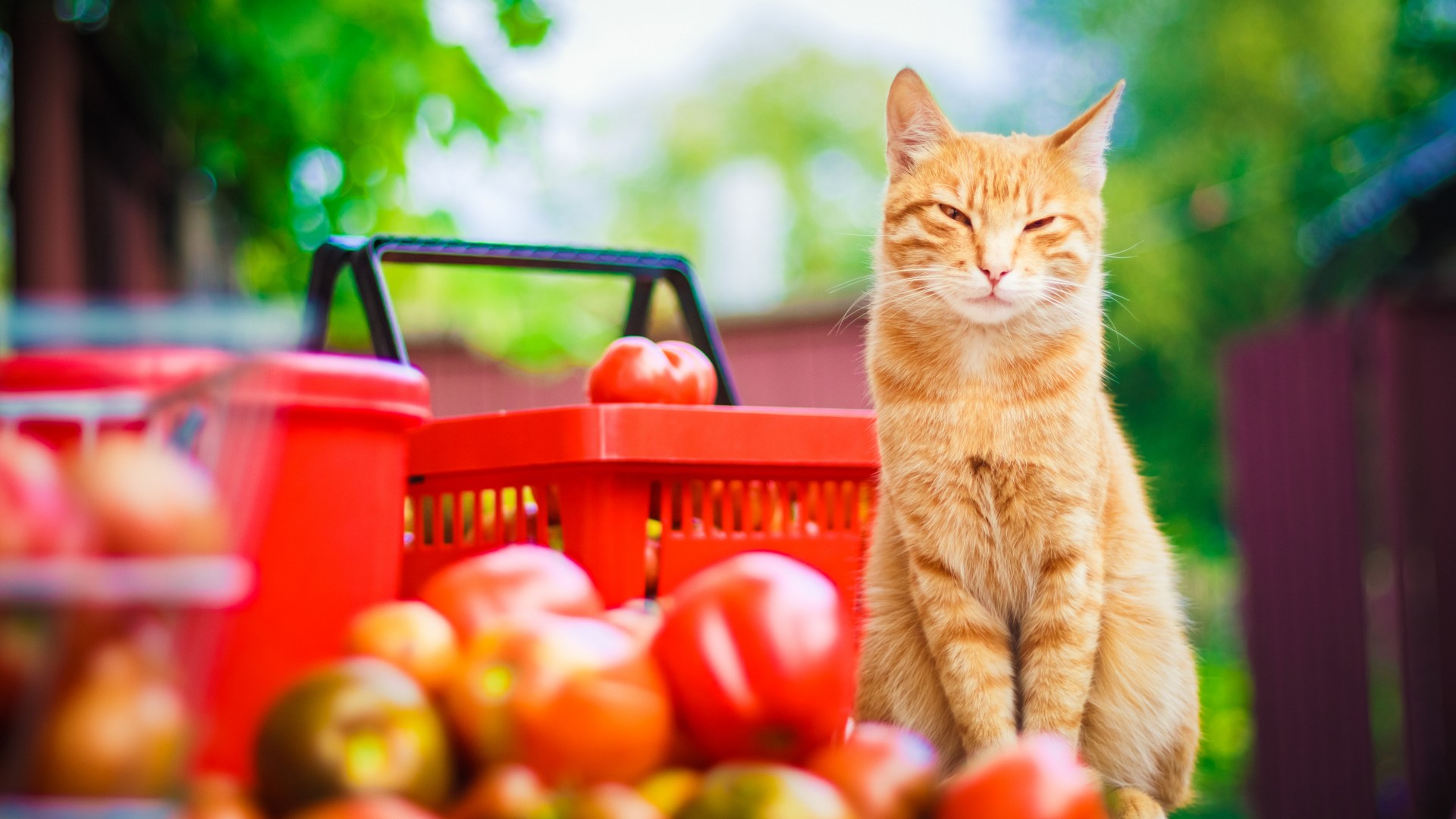 猫咪的胡须、爪子与尾巴，西红柿般的可爱，免费猫猫壁纸下载！