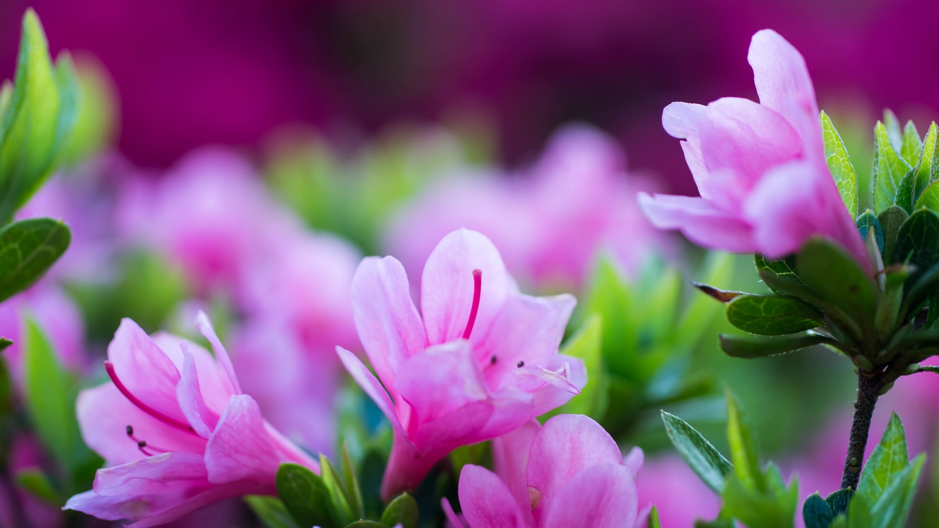 杜鹃花超清桌面壁纸，精选花卉电脑壁纸免费下载