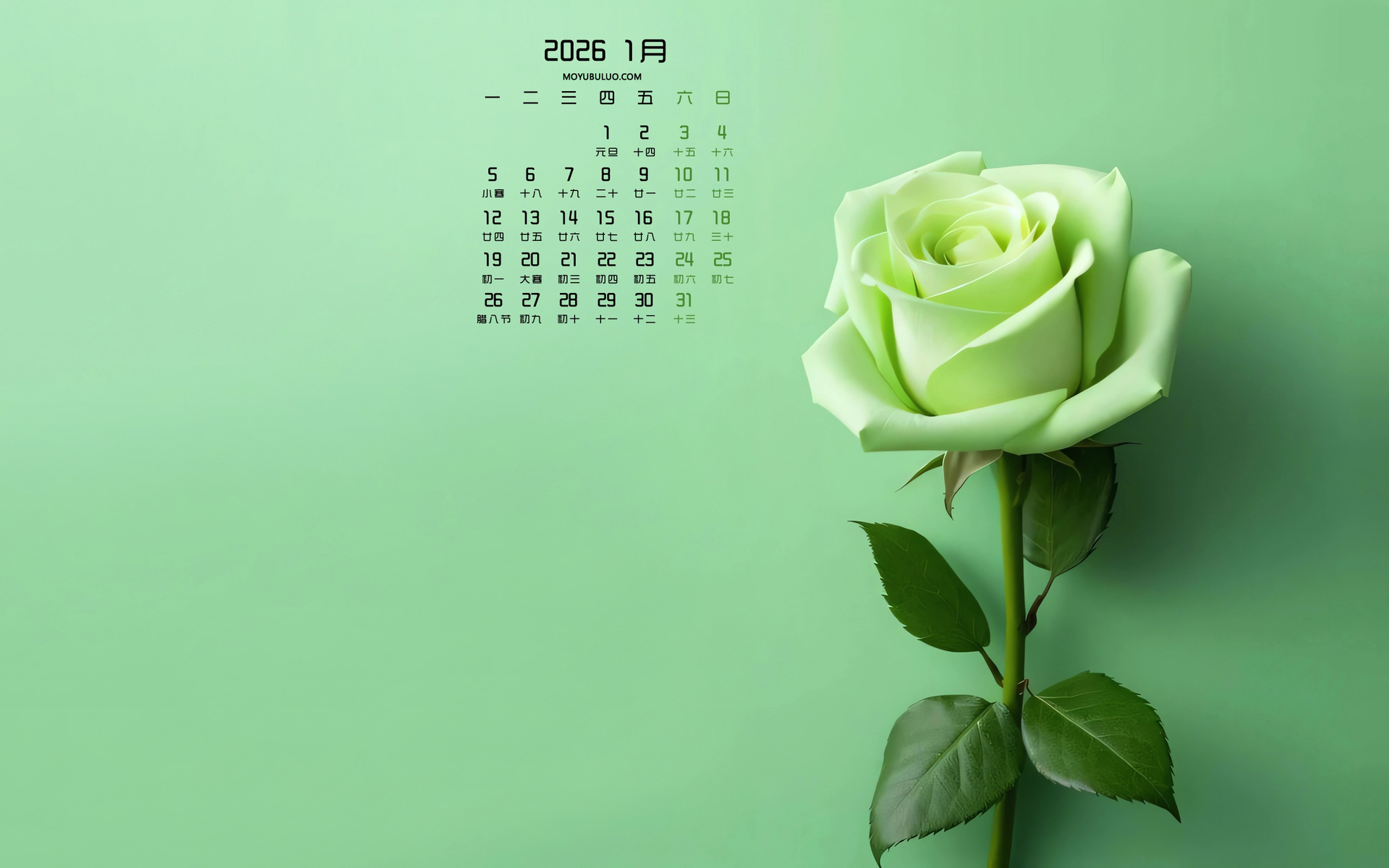 绿色玫瑰花2026年1月日历免费电脑壁纸下载