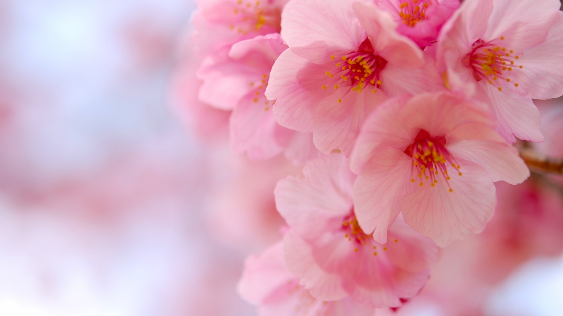 粉色樱花高清壁纸，精选花卉电脑壁纸免费下载