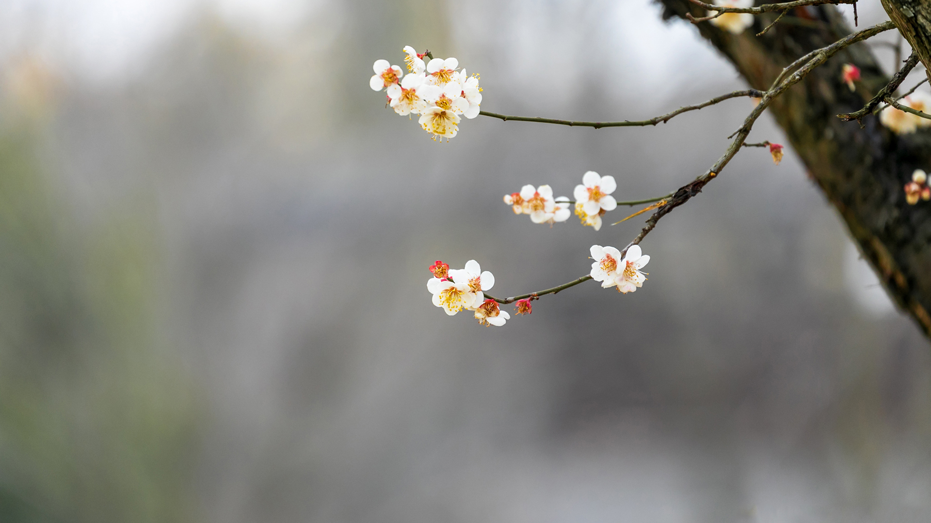 春韵绽放，赏树观花，精选春天壁纸风景，免费电脑壁纸下载