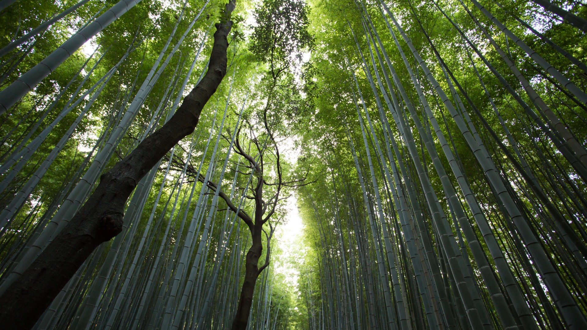 竹子竹叶绿意浓，护眼竹林壁纸免费下