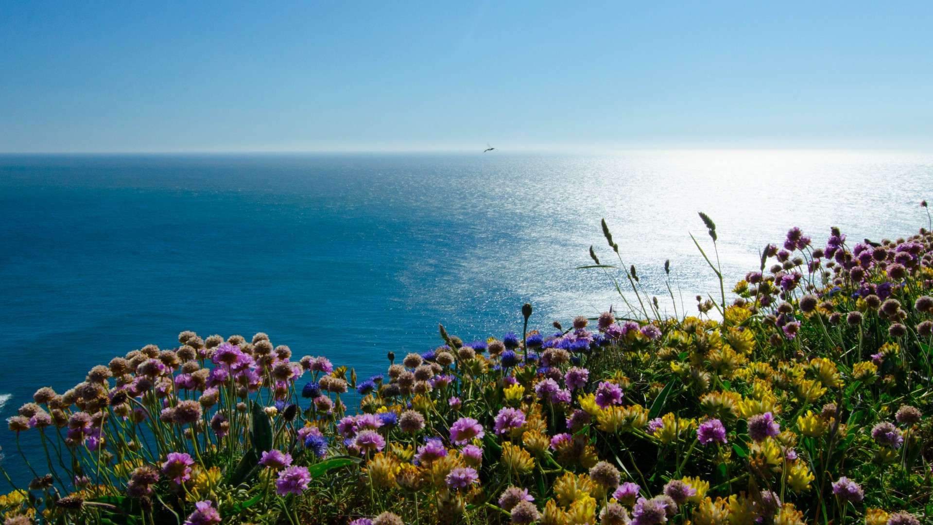 英格兰风情，海雀岛鲜花盛放，爱尔兰海美景如画，免费大海风景桌面壁纸下载