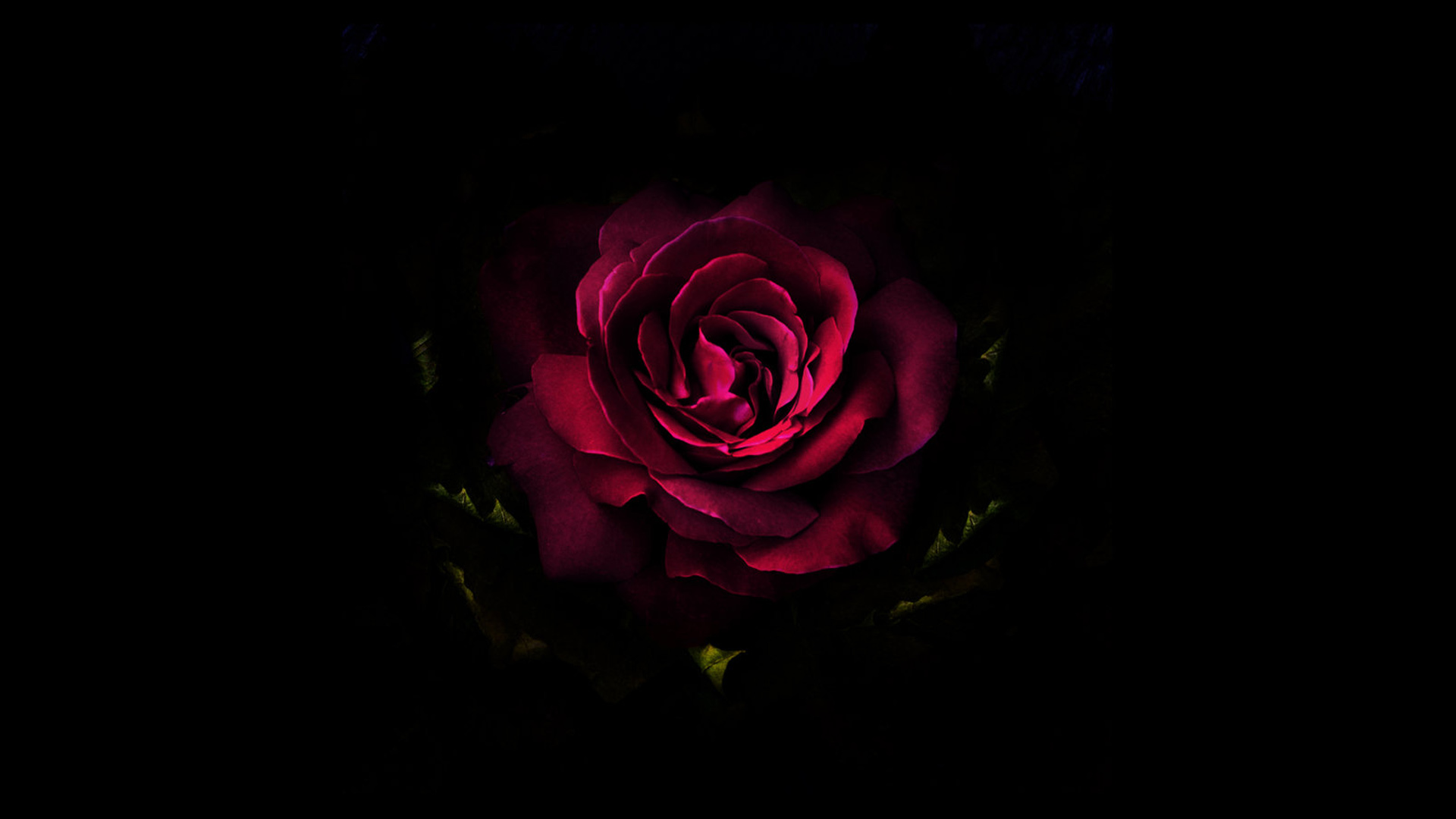 深紫色玫瑰花电脑壁纸，精选高清花卉桌面背景，免费下载！