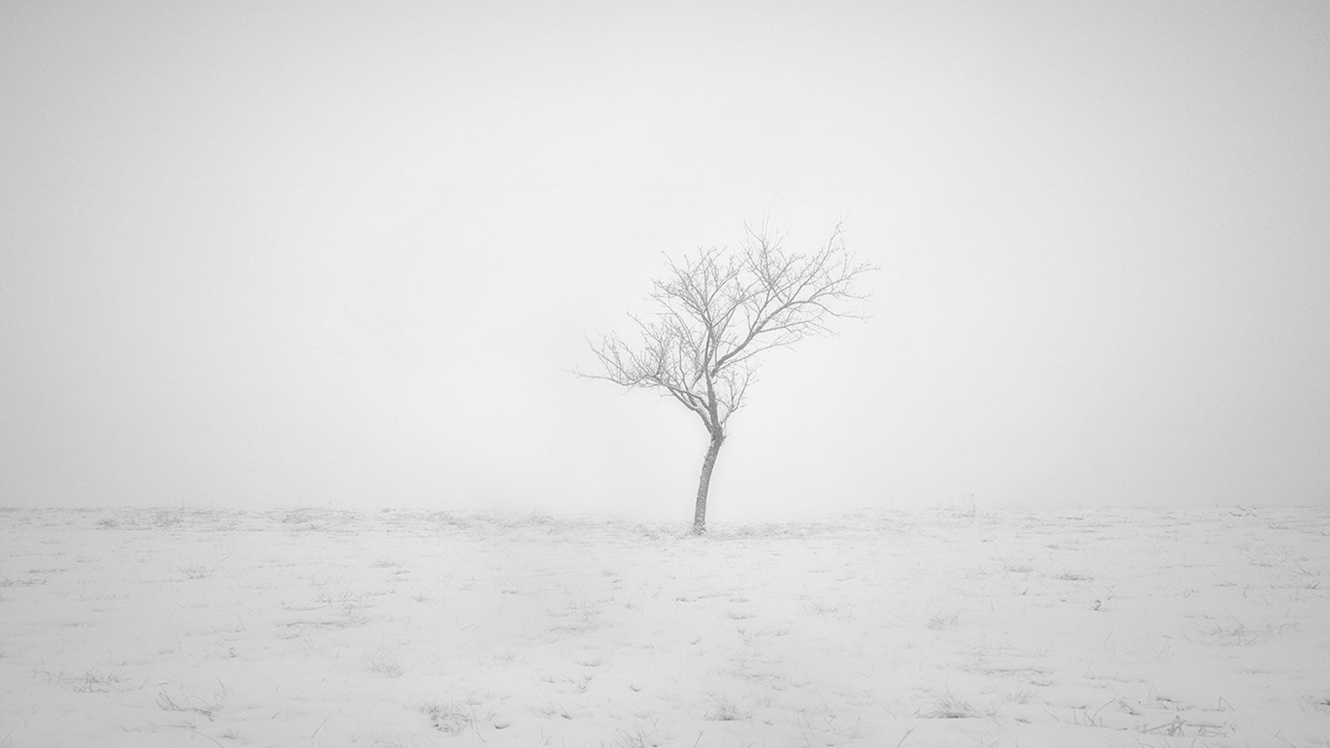 冬季雪景孤树桌面壁纸，绝美风景免费下载，装点你的电脑桌面