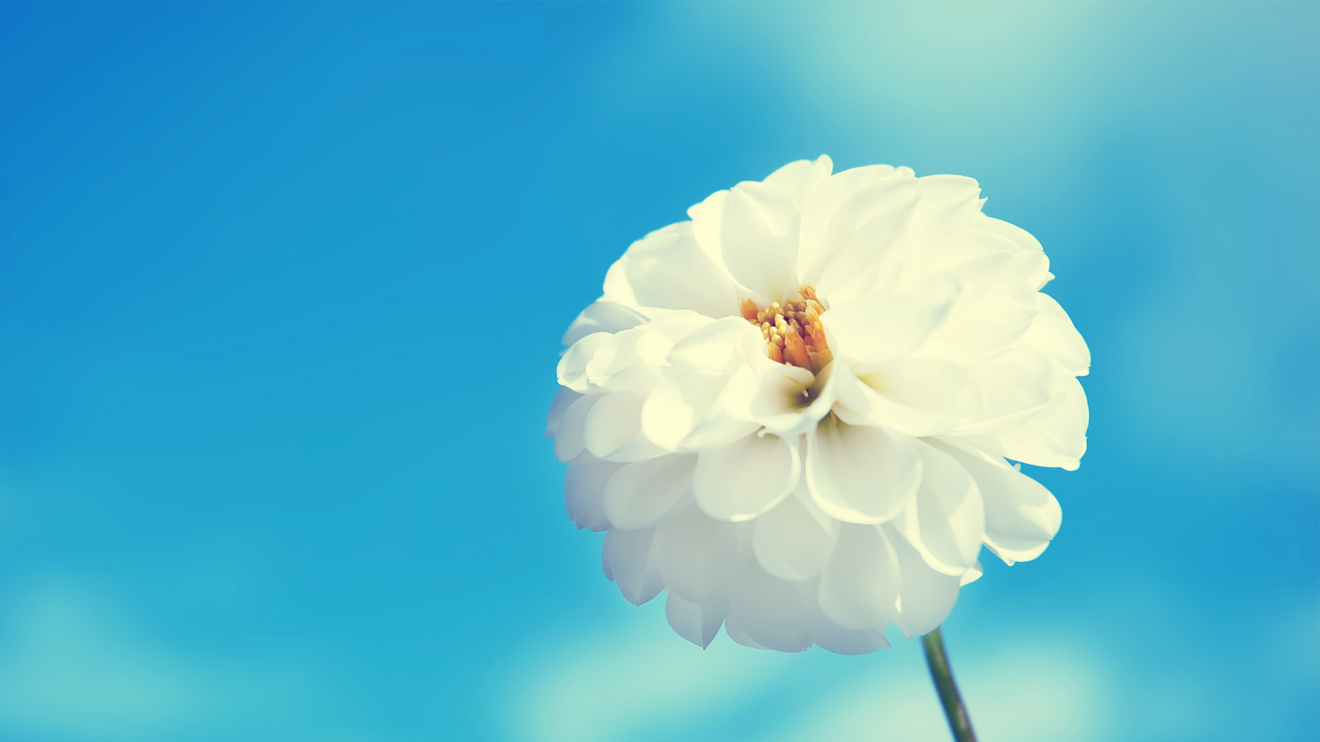 清爽养眼白色花卉桌面壁纸，免费下载精选电脑壁纸