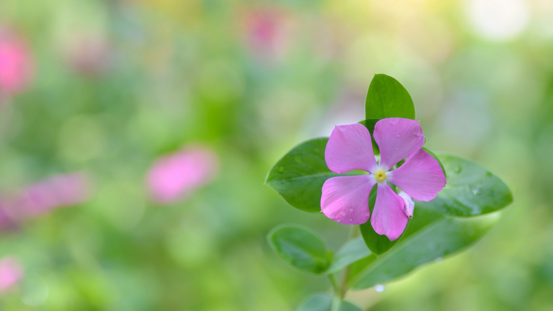 草地,鲜花,花瓣,小清新护眼壁纸