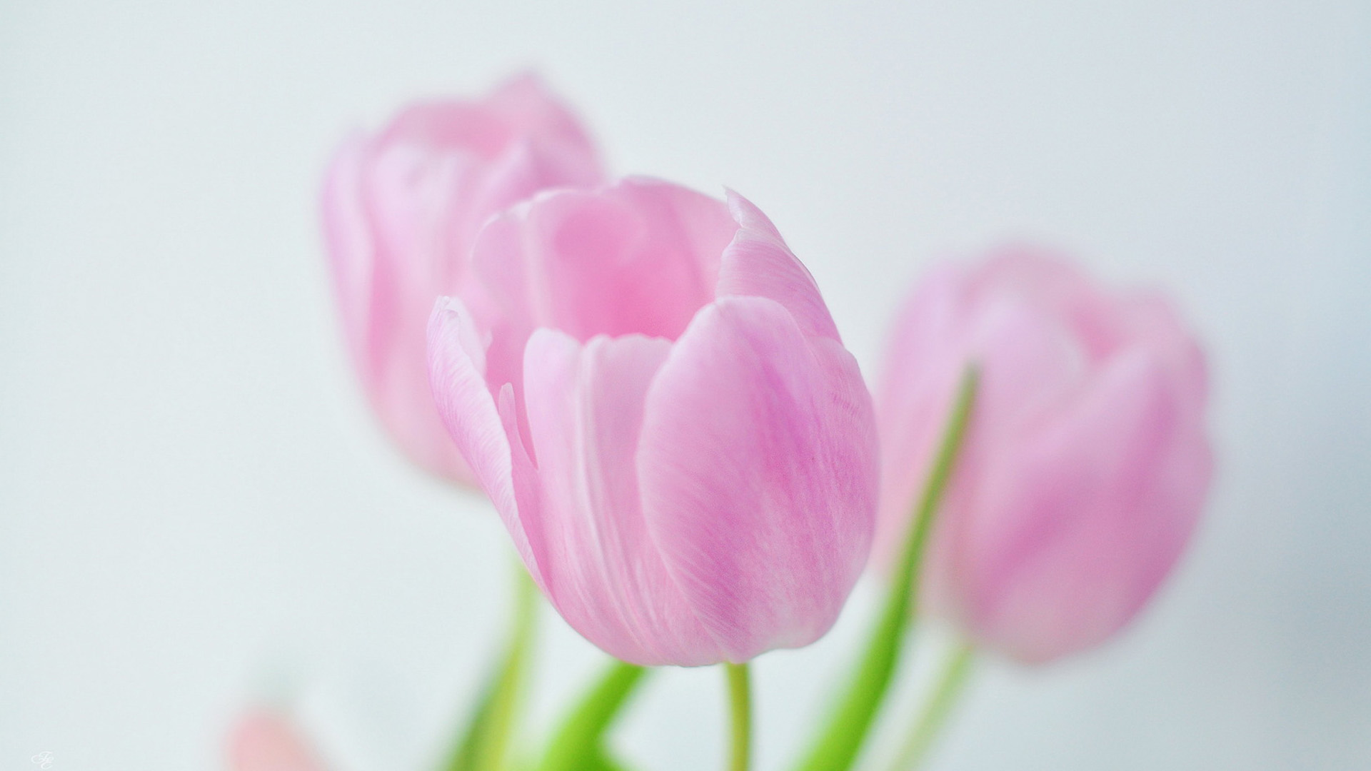 郁金香花卉宽屏壁纸，免费电脑桌面背景高清下载